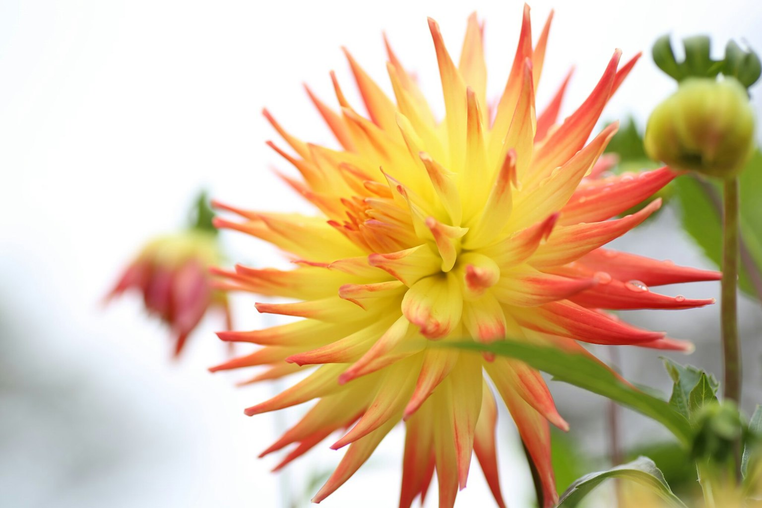 Bunga dahlia oranye dan kuning yang cerah sedang mekar