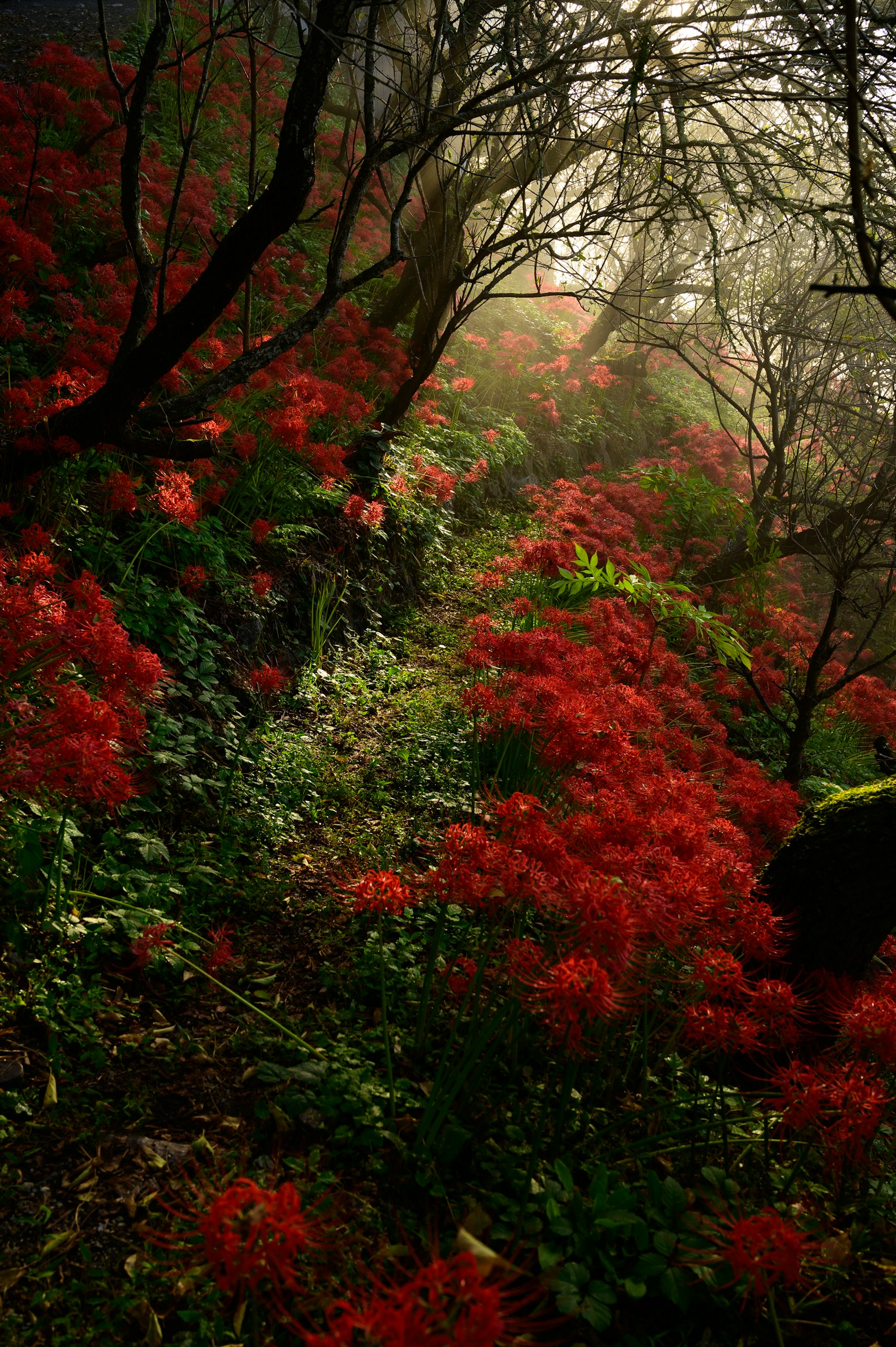 Sentiero circondato da fiori rossi vibranti in una foresta nebbiosa