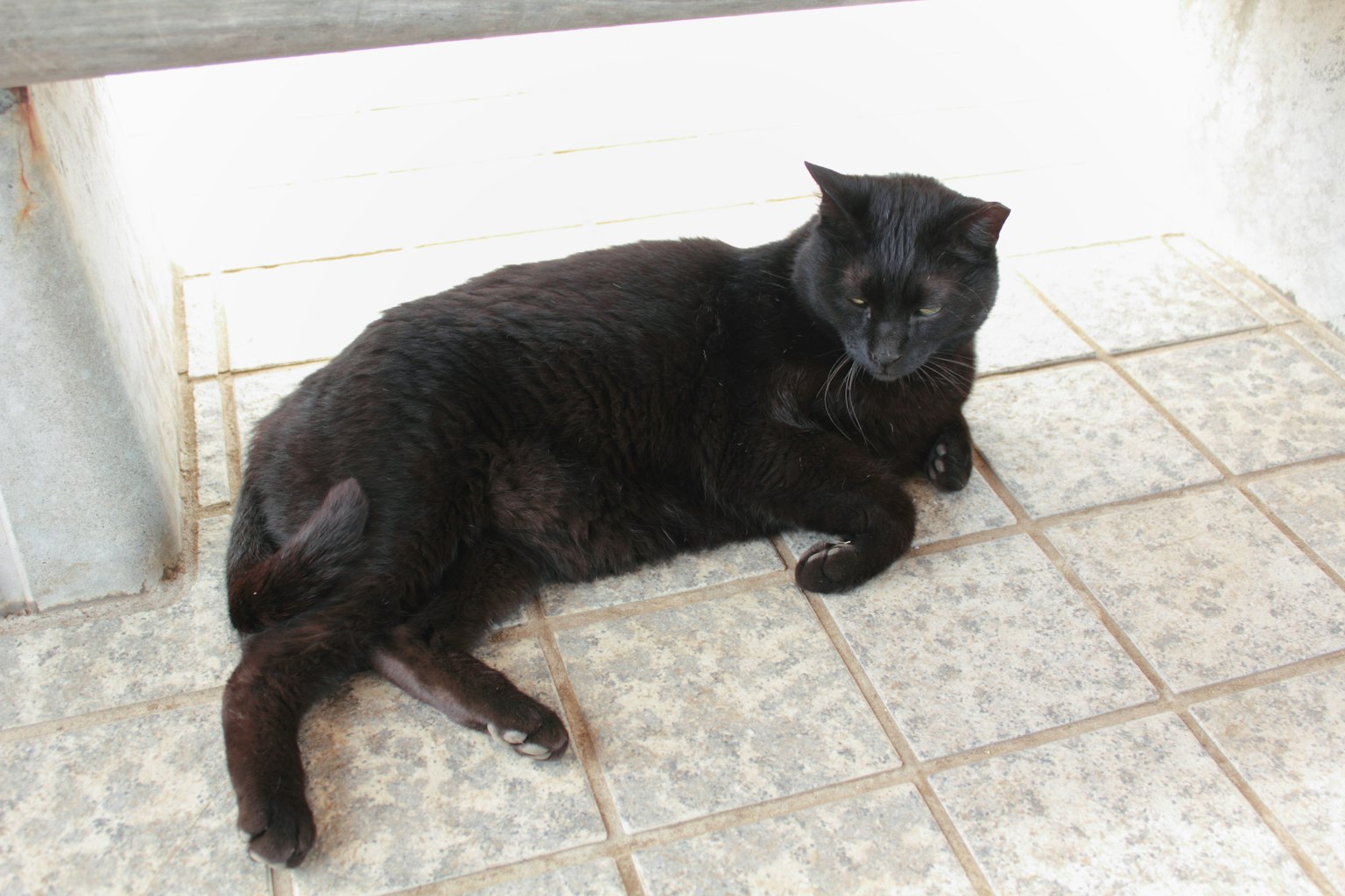 A black cat lounging on tiled floor