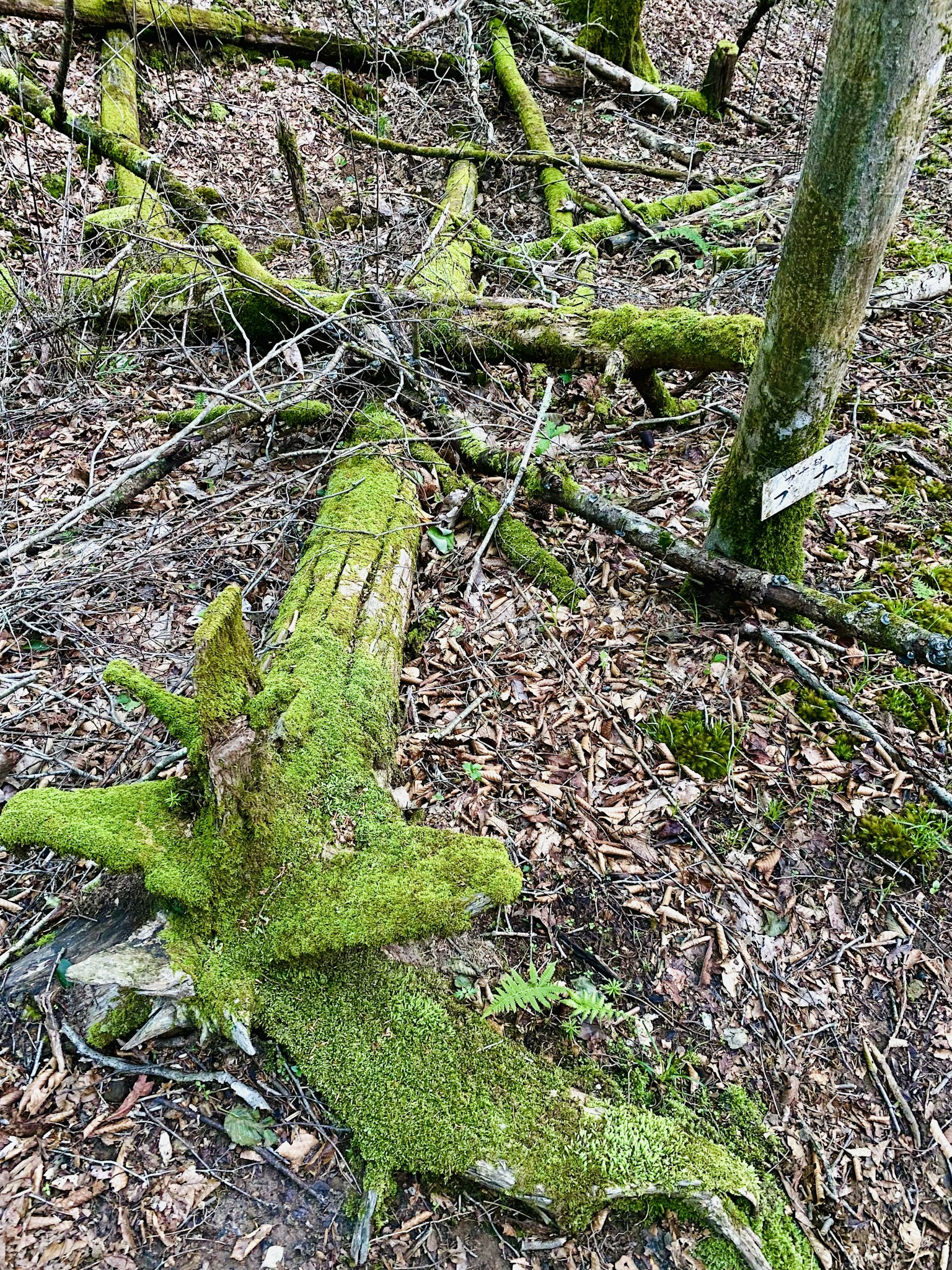 Scène forestière avec un tronc d'arbre tombé recouvert de mousse