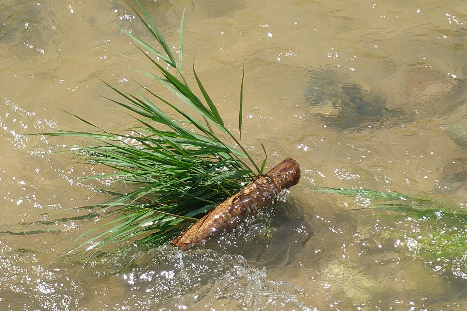 水中漂浮的草和树枝