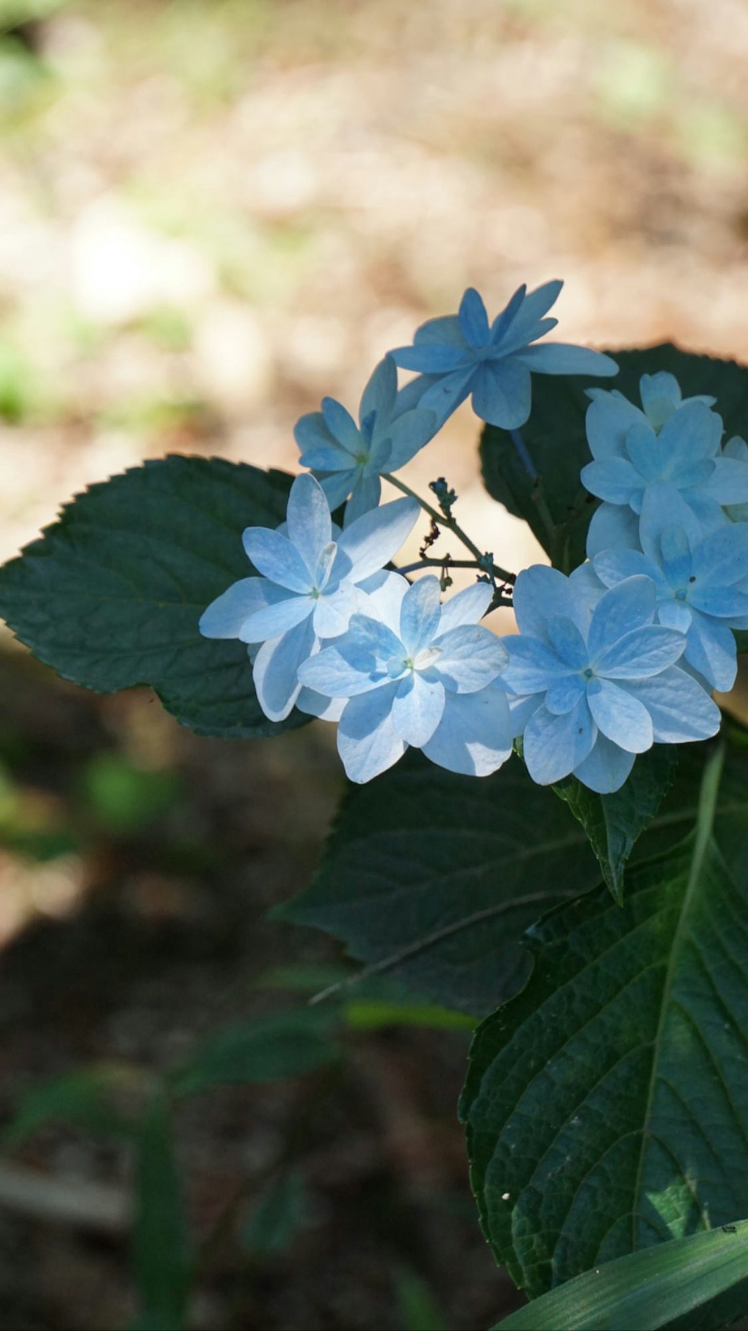 Gros plan d'une plante avec des fleurs bleues