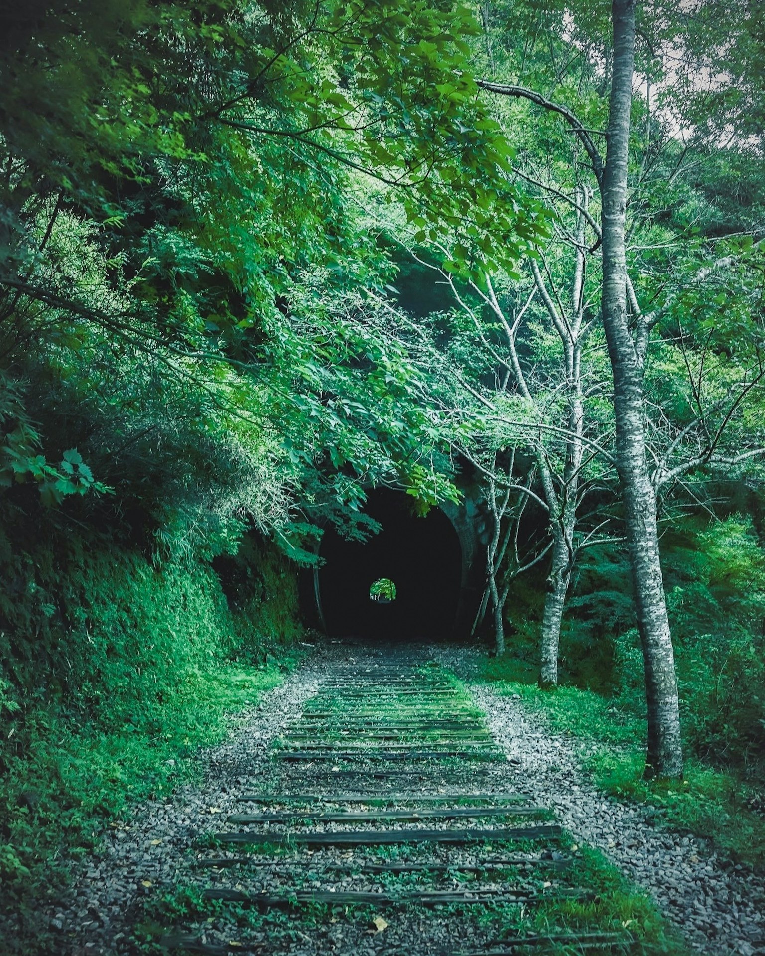 Un sentiero circondato da vegetazione che conduce a un tunnel scuro
