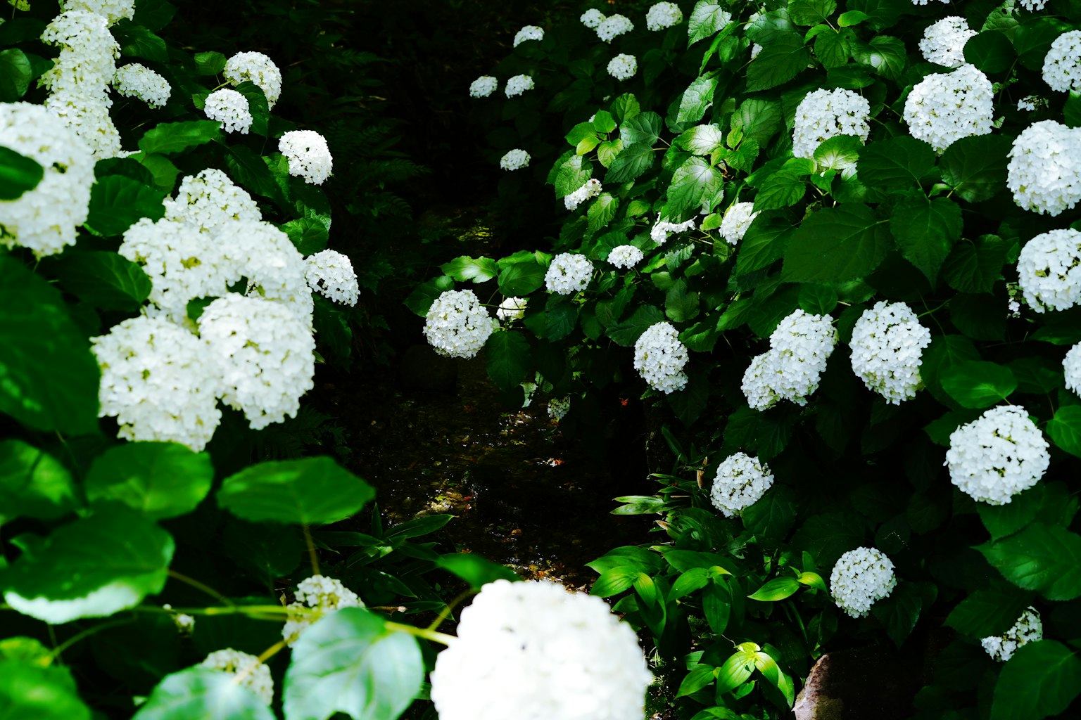 Pathway surrounded by white flowers and green leaves