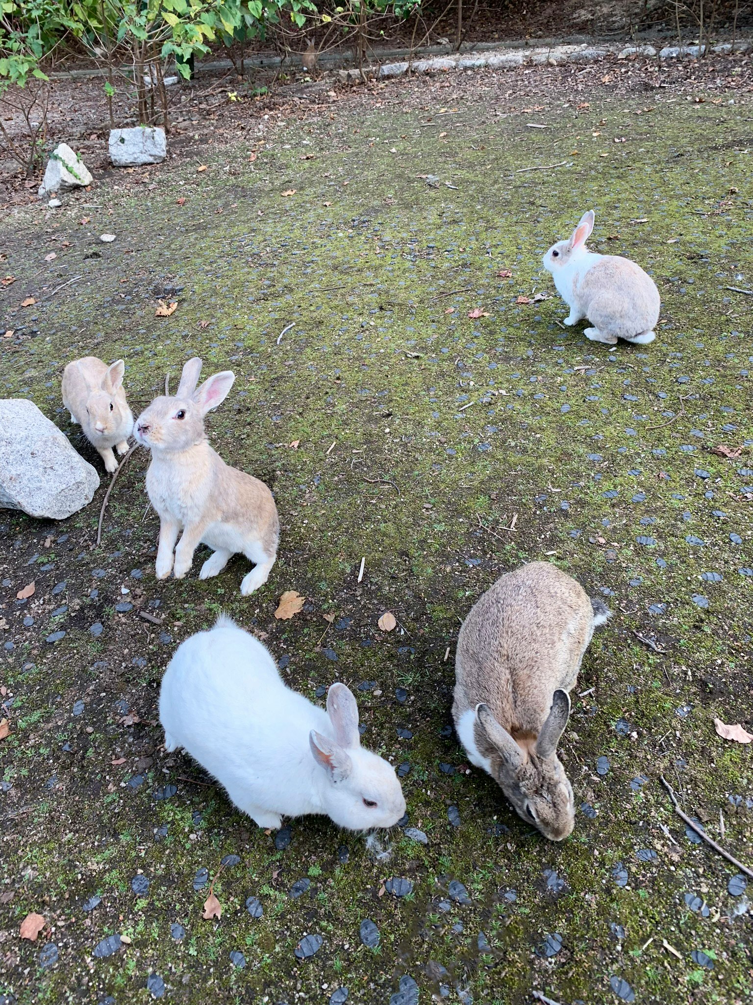 A group of rabbits on grassy ground