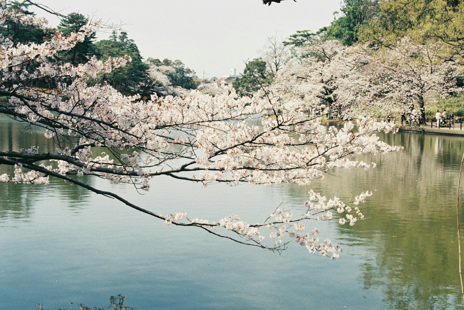 Cherry blossom branches over a serene lake reflecting the blossoms