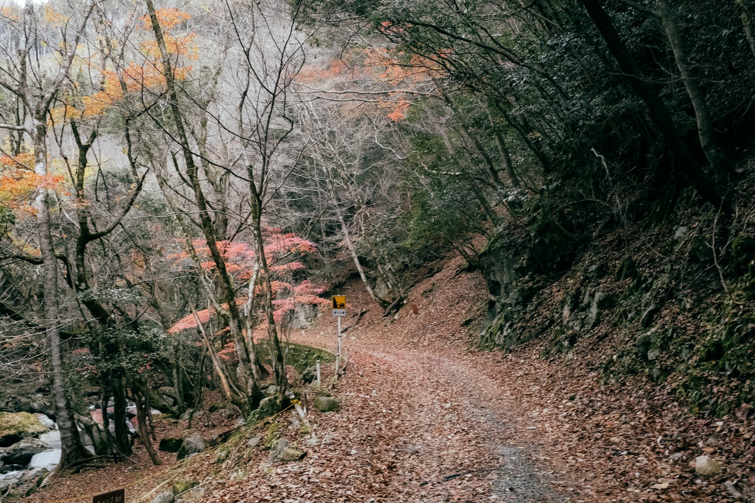 Ruhiger Herbstweg mit buntem Laub und gefallenen Blättern umgeben von grünem Wald