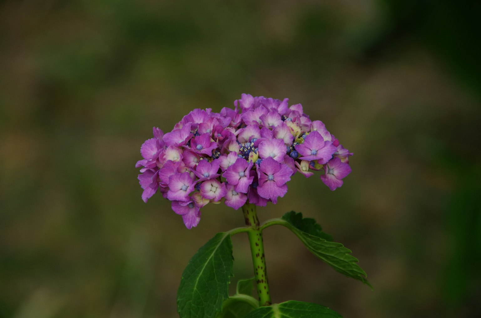 Un gruppo di fiori viola con foglie verdi in un contesto naturale