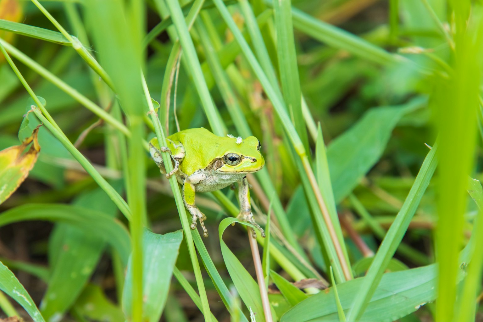 Rana verde tra l'erba alta