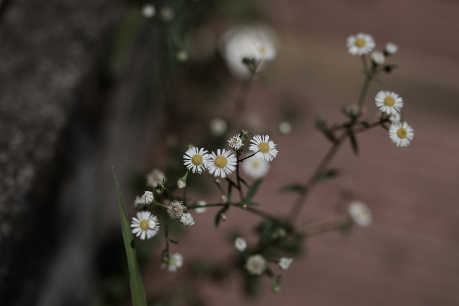 Gros plan de petites fleurs blanches sur une tige verte