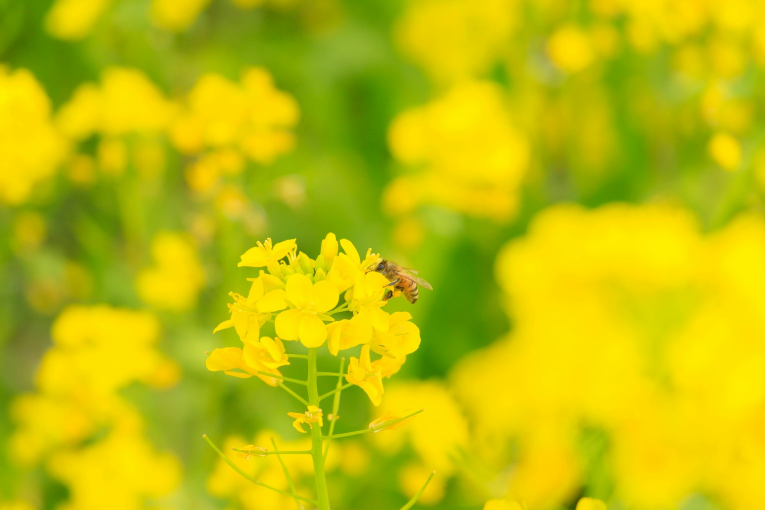 Gros plan de fleurs jaunes avec une abeille
