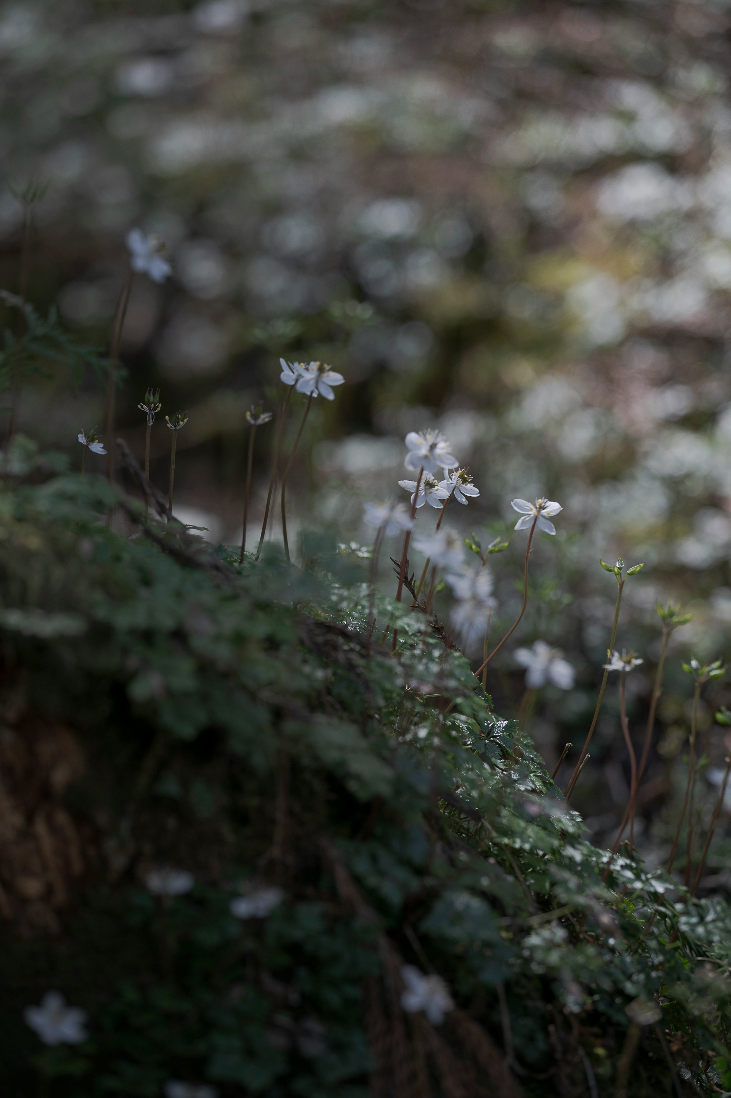 kleine weiße Blüten auf einer moosigen Böschung
