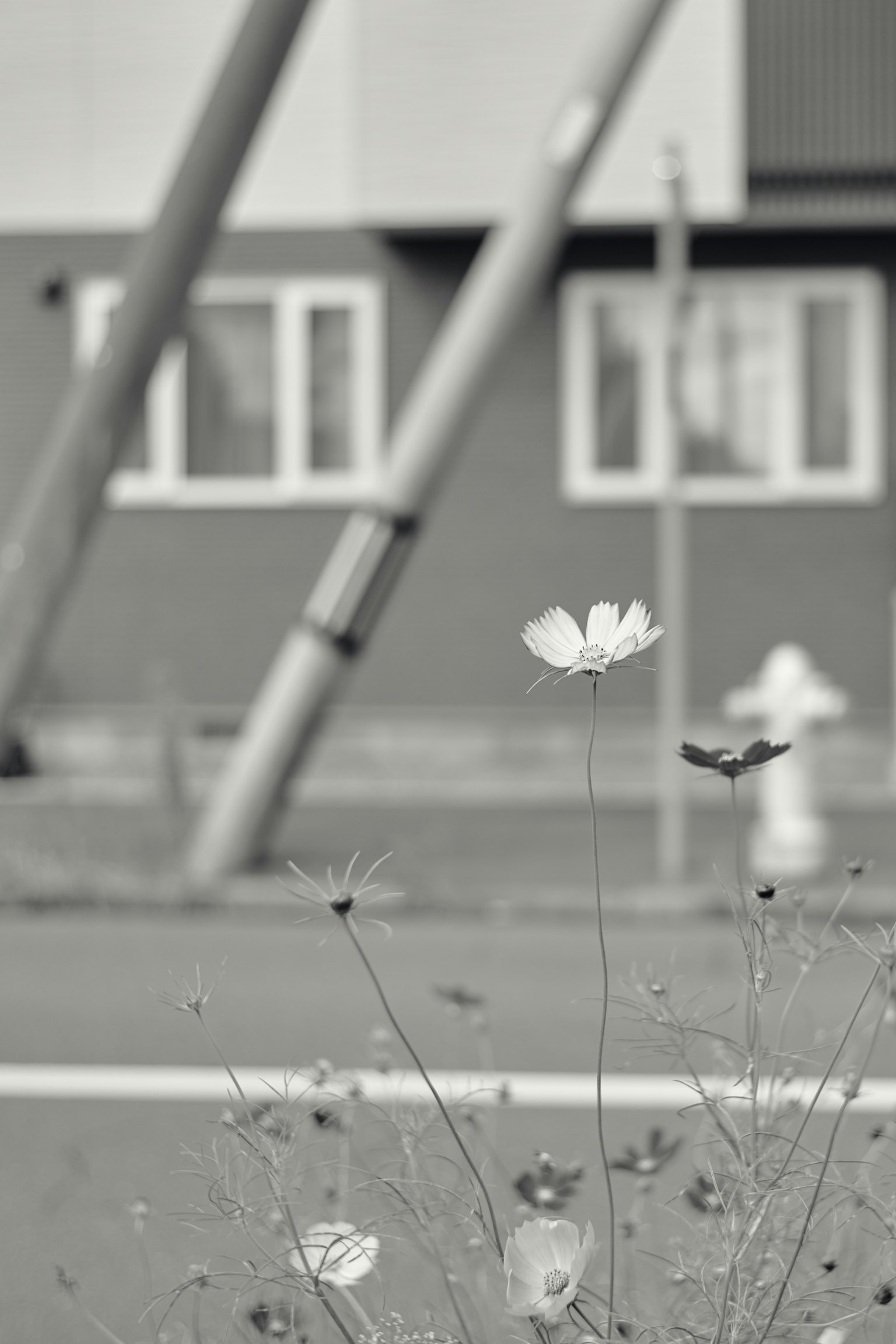 Weiße Blumen im Vordergrund mit einem Gebäude und Rohren im Hintergrund in einem monochromen Setting