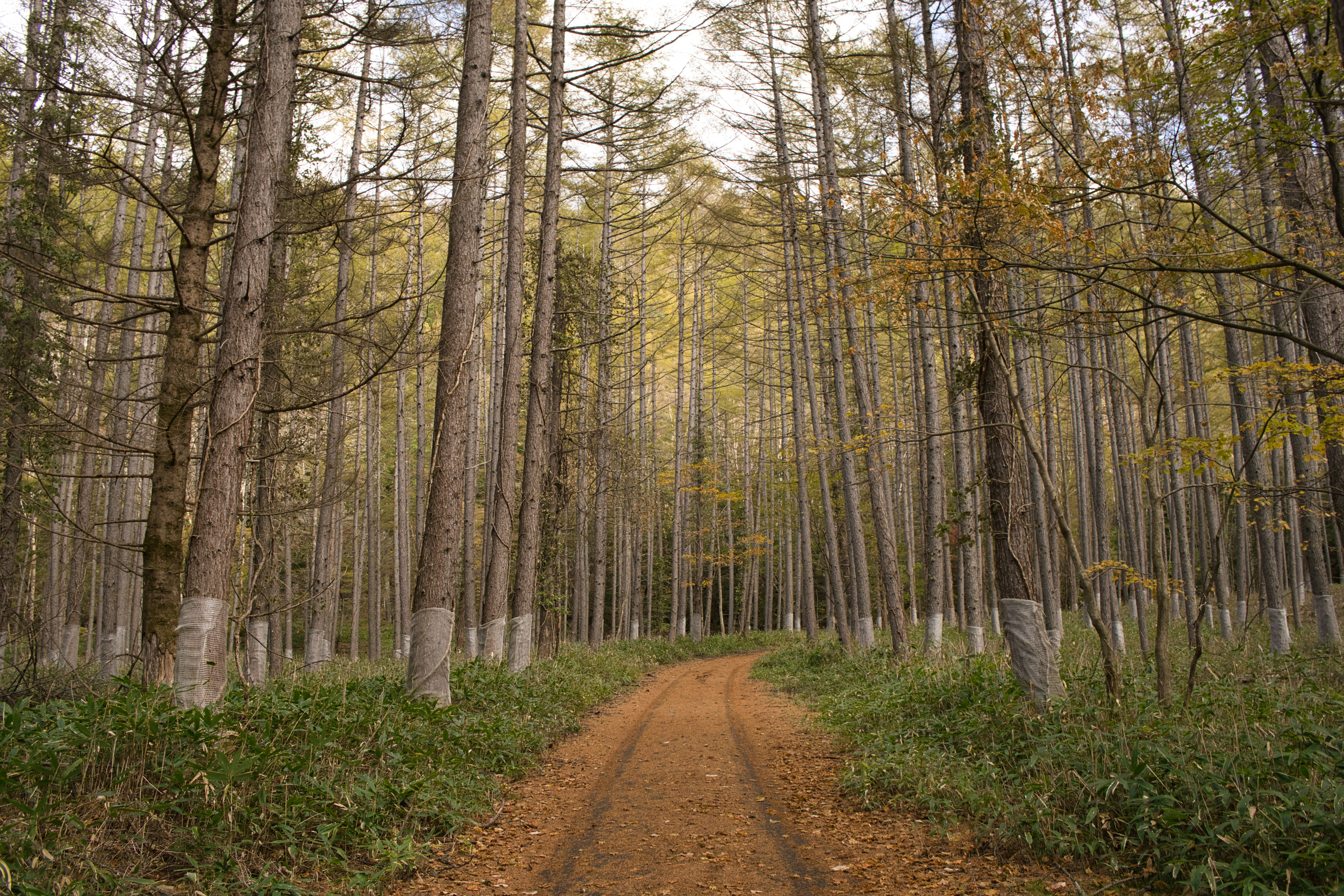 Erdweg durch einen Wald mit hohen Bäumen