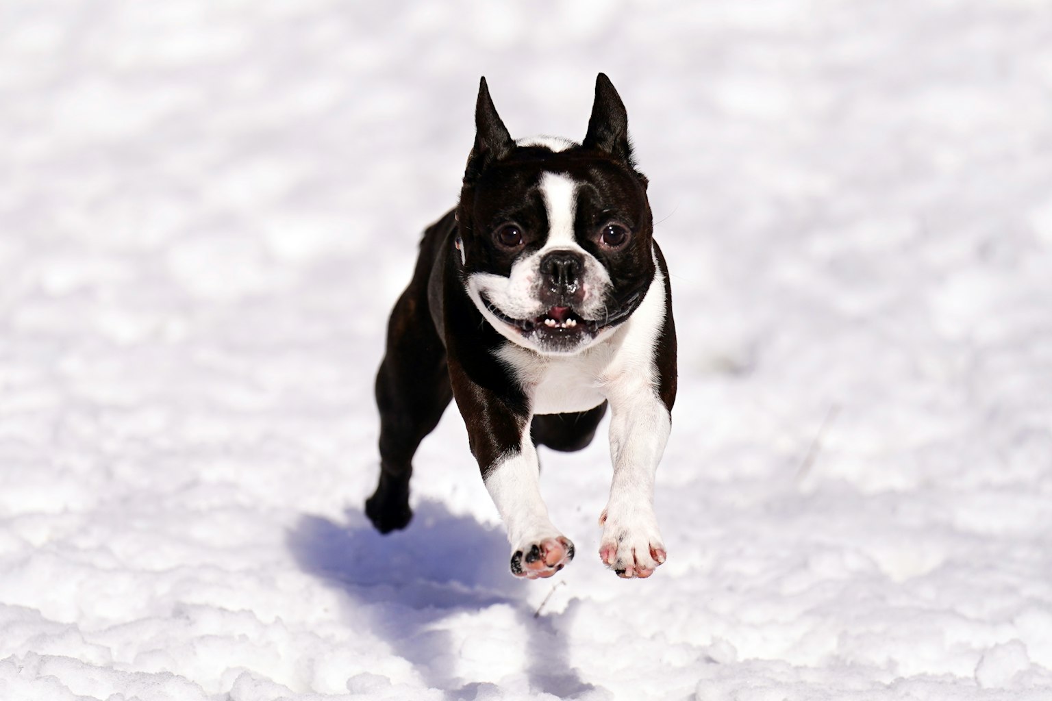 Boston Terrier, der fröhlich im Schnee läuft