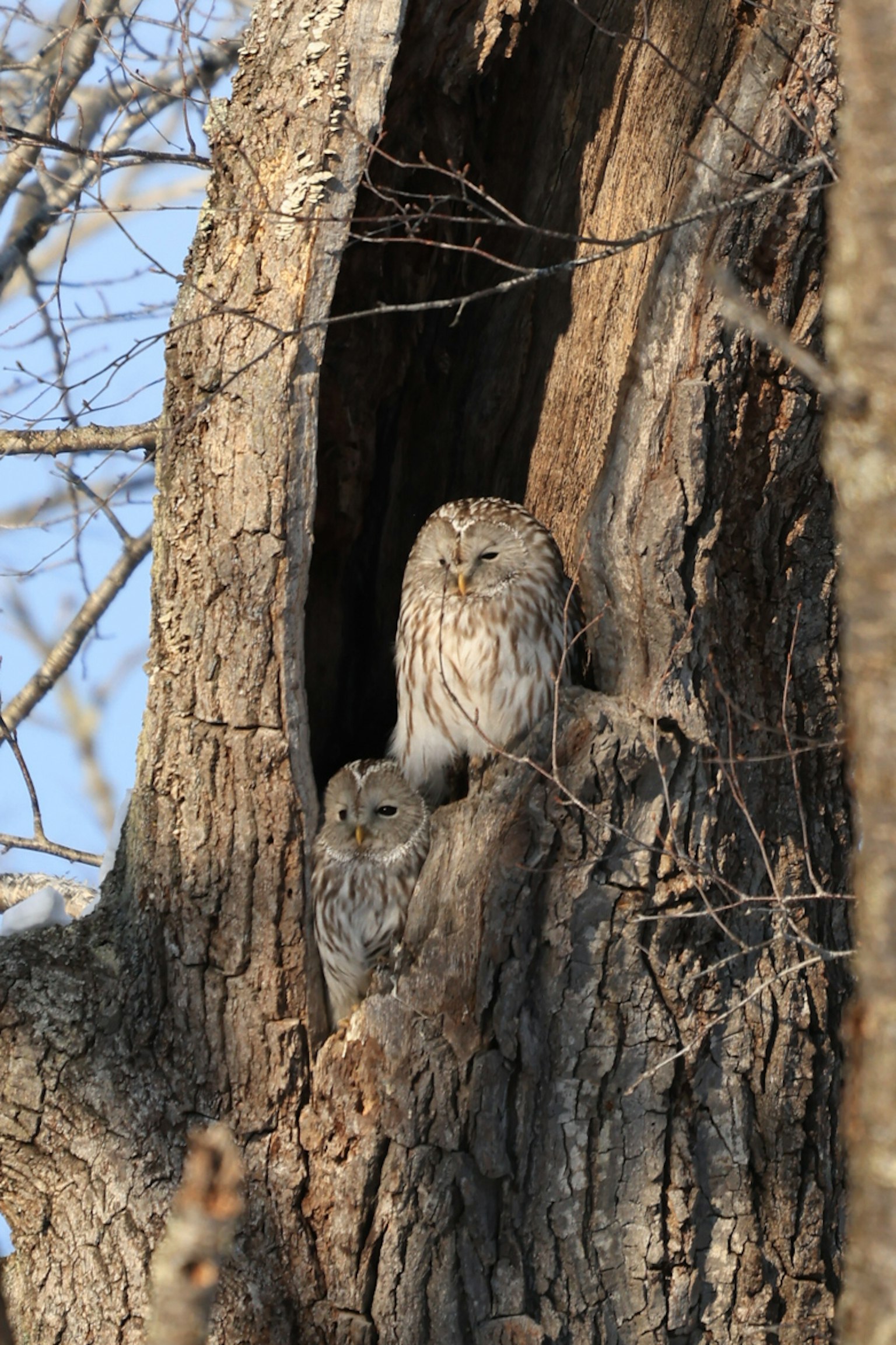 Une paire de hiboux nichée dans un tronc d'arbre