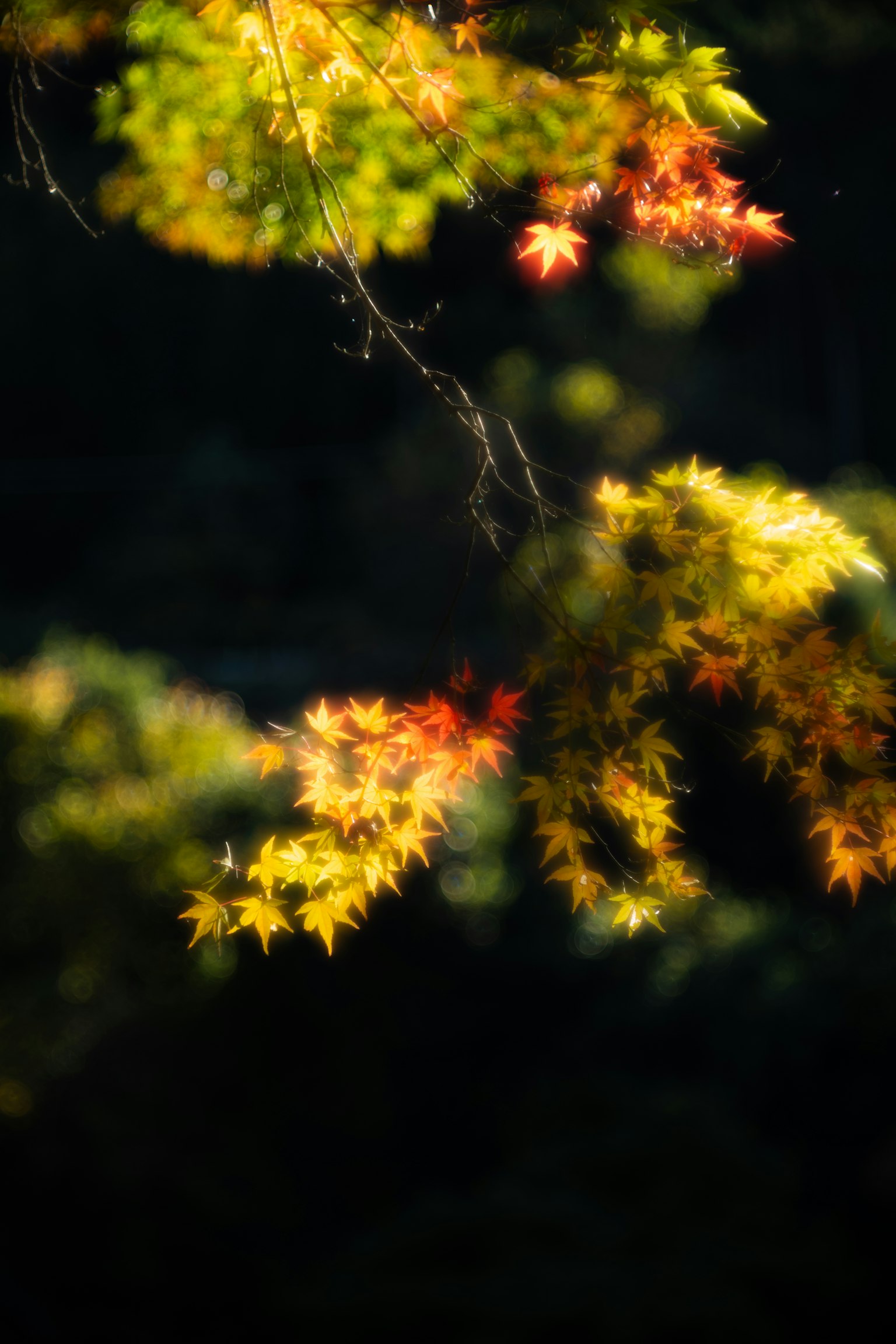 Close-up of colorful autumn leaves on branches