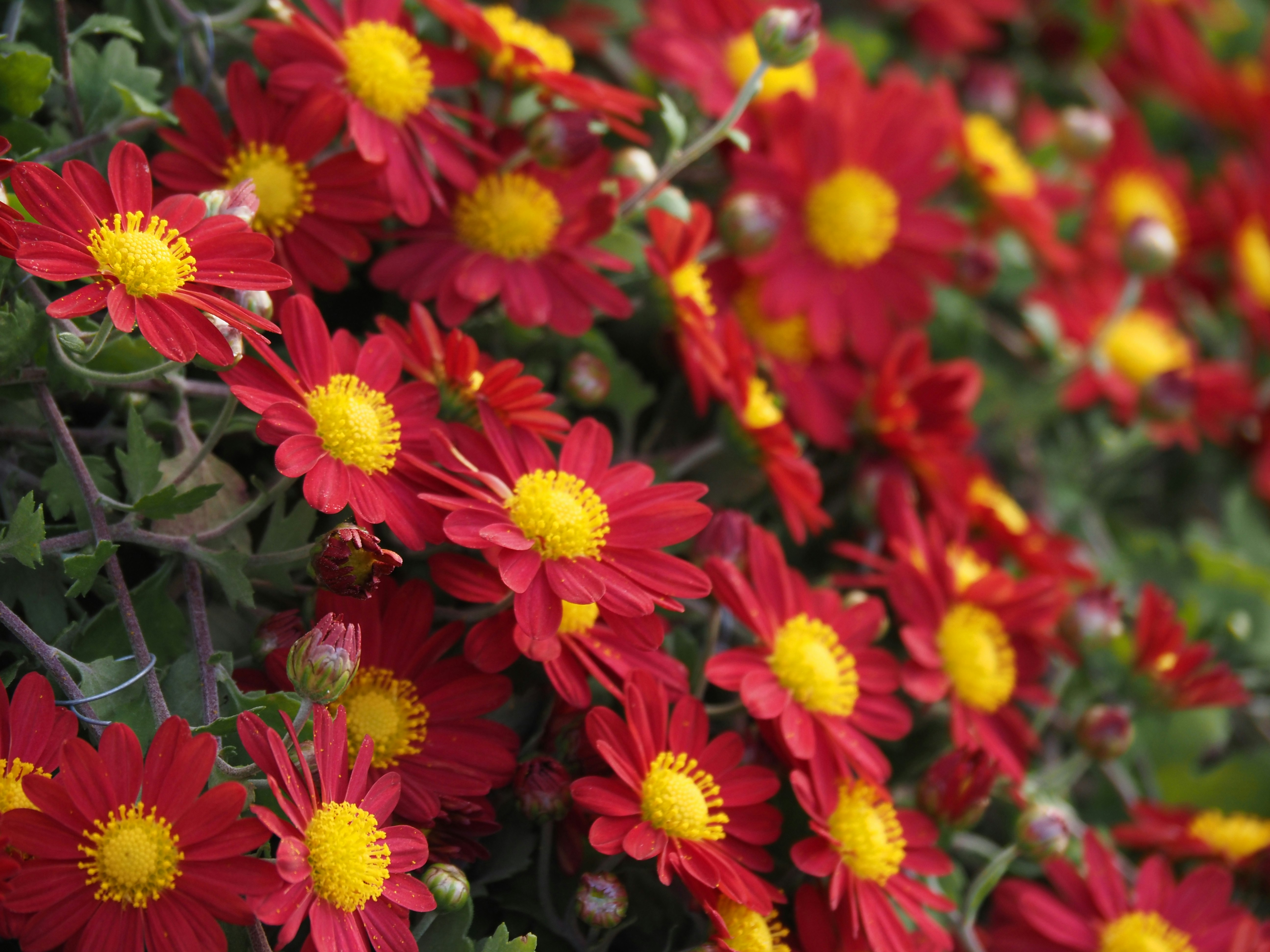 赤い菊の花が群生する花畑のクローズアップ