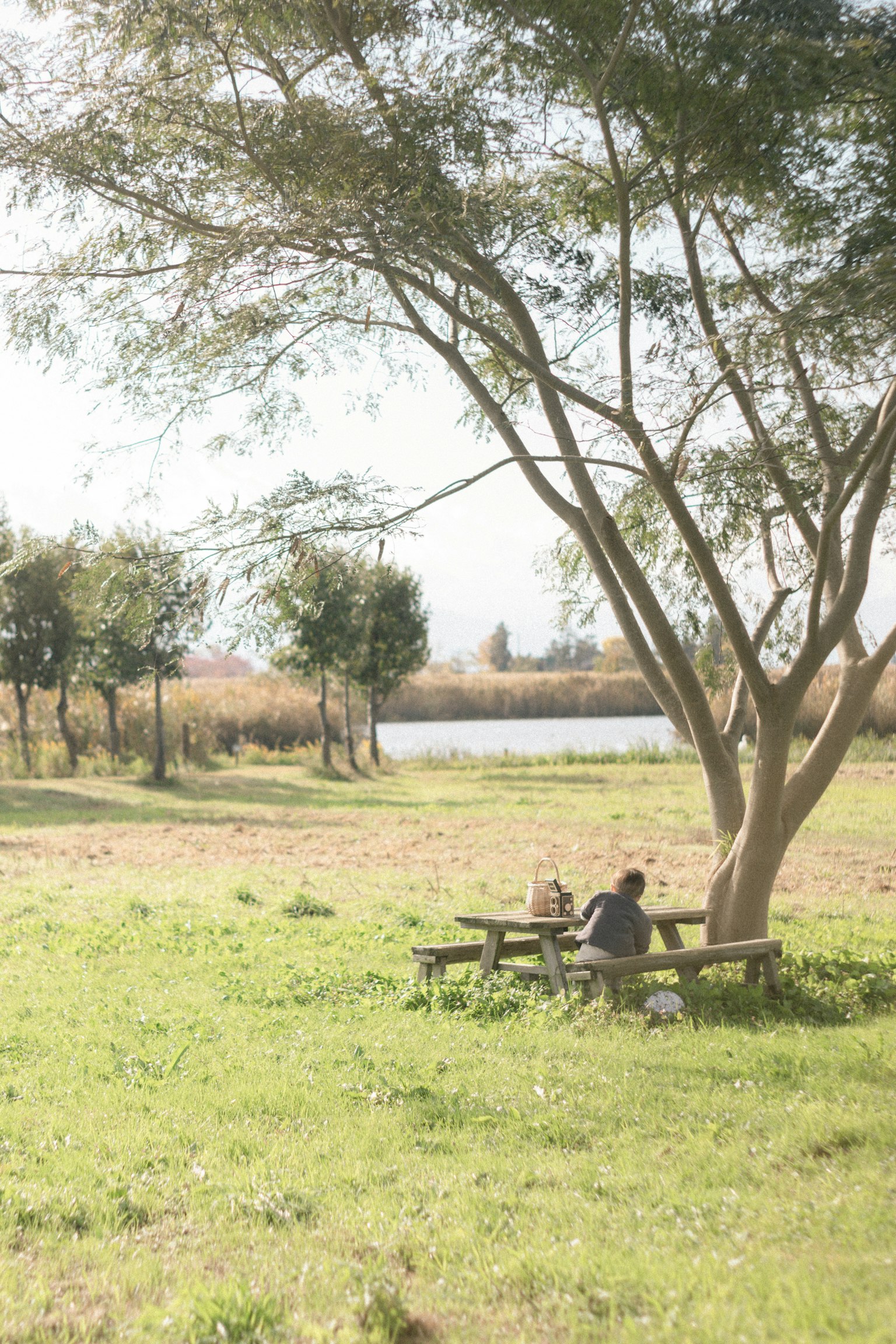 Two people sitting at a picnic table under a large tree in a green meadow