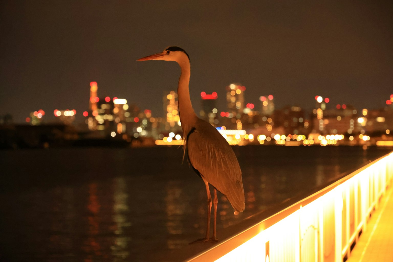Ein Reiher steht auf einem Steg mit einer Stadtlandschaft bei Nacht