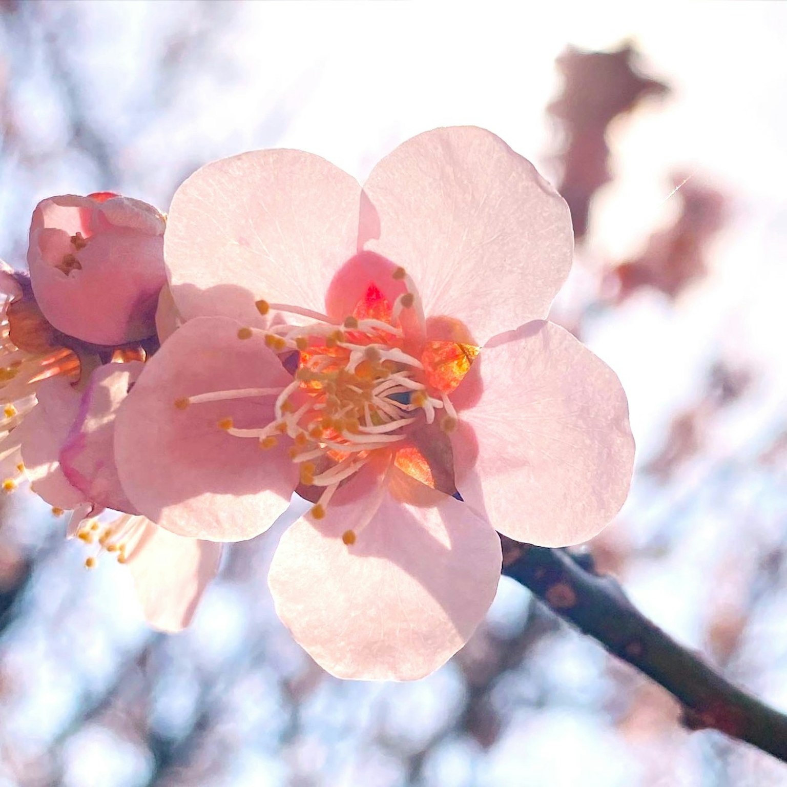 Close-up bunga sakura dengan kelopak merah muda lembut dan benang sari kuning