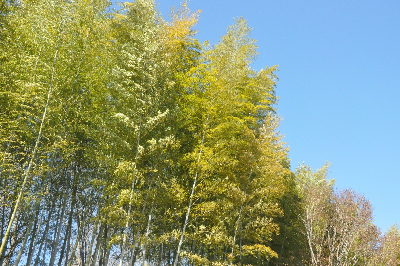 Bamboo grove under a clear blue sky
