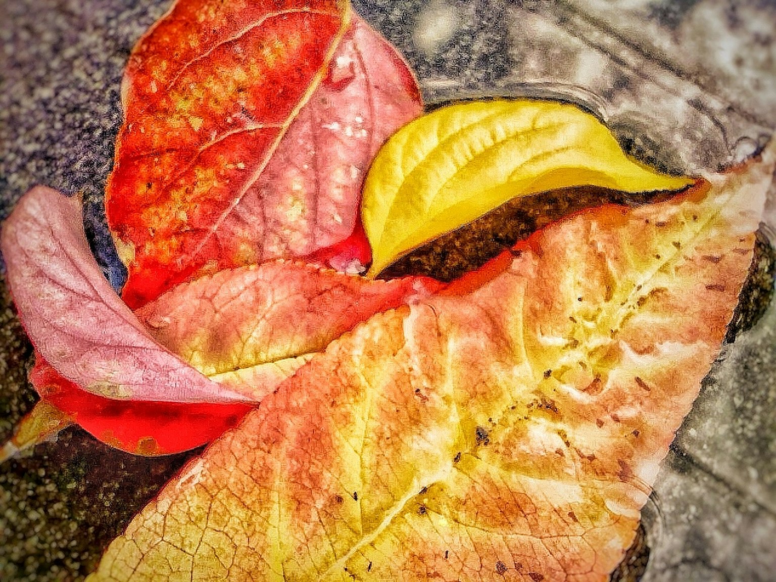 다양한 색상의 가을 잎이 수면에 떠 있는 모습