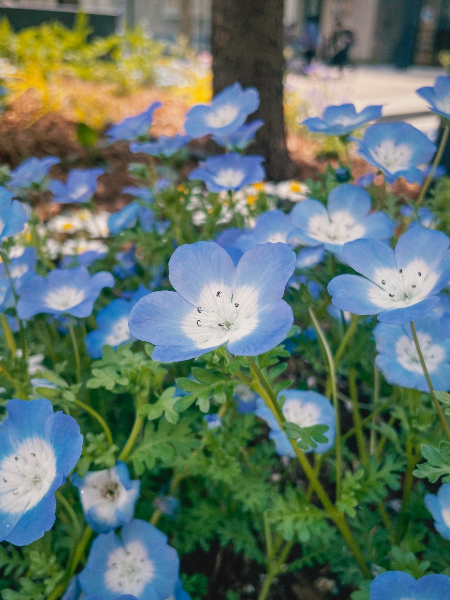 A garden scene with blooming blue flowers