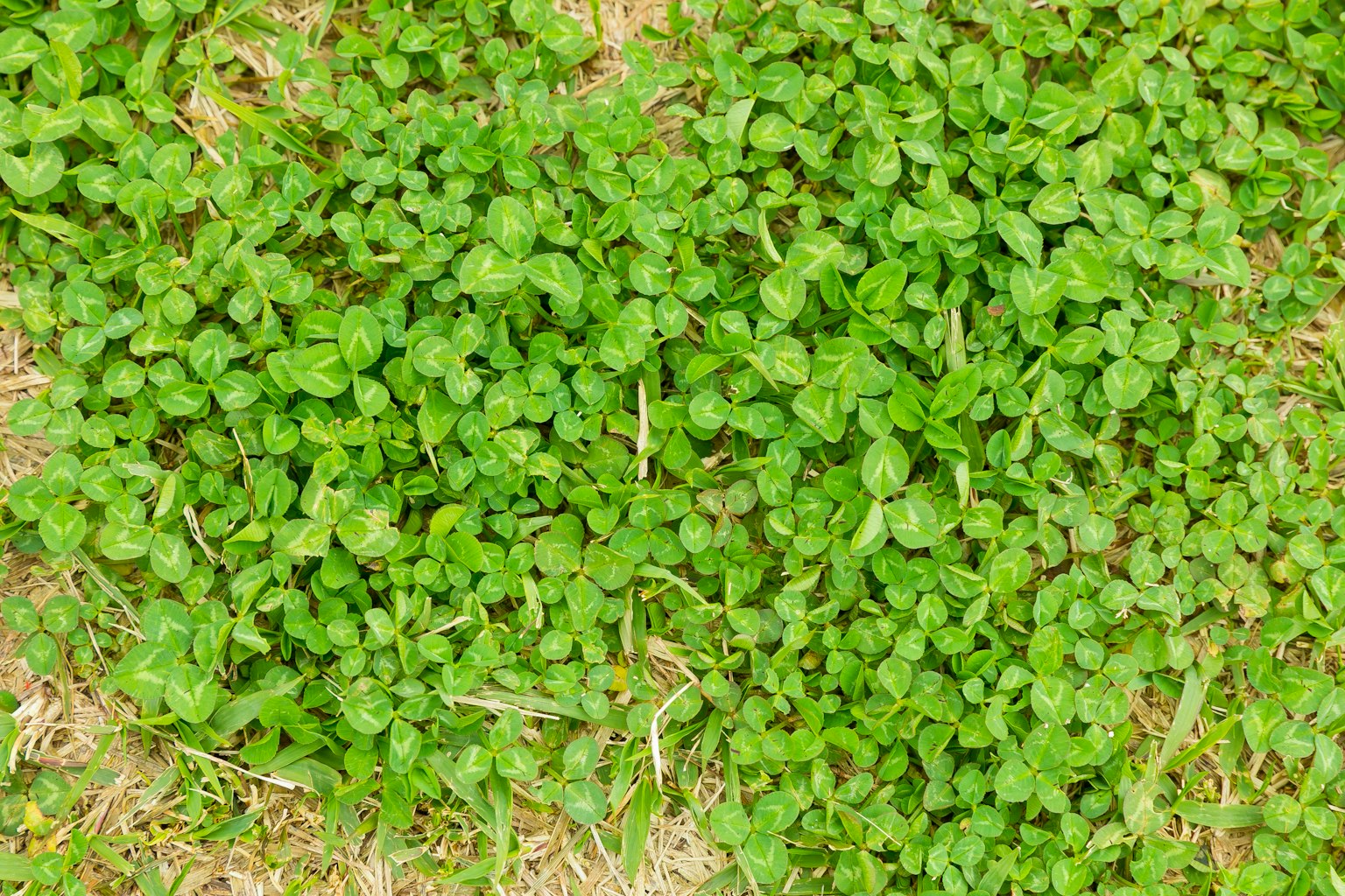 Penutup tanah hijau yang padat dengan daun kecil
