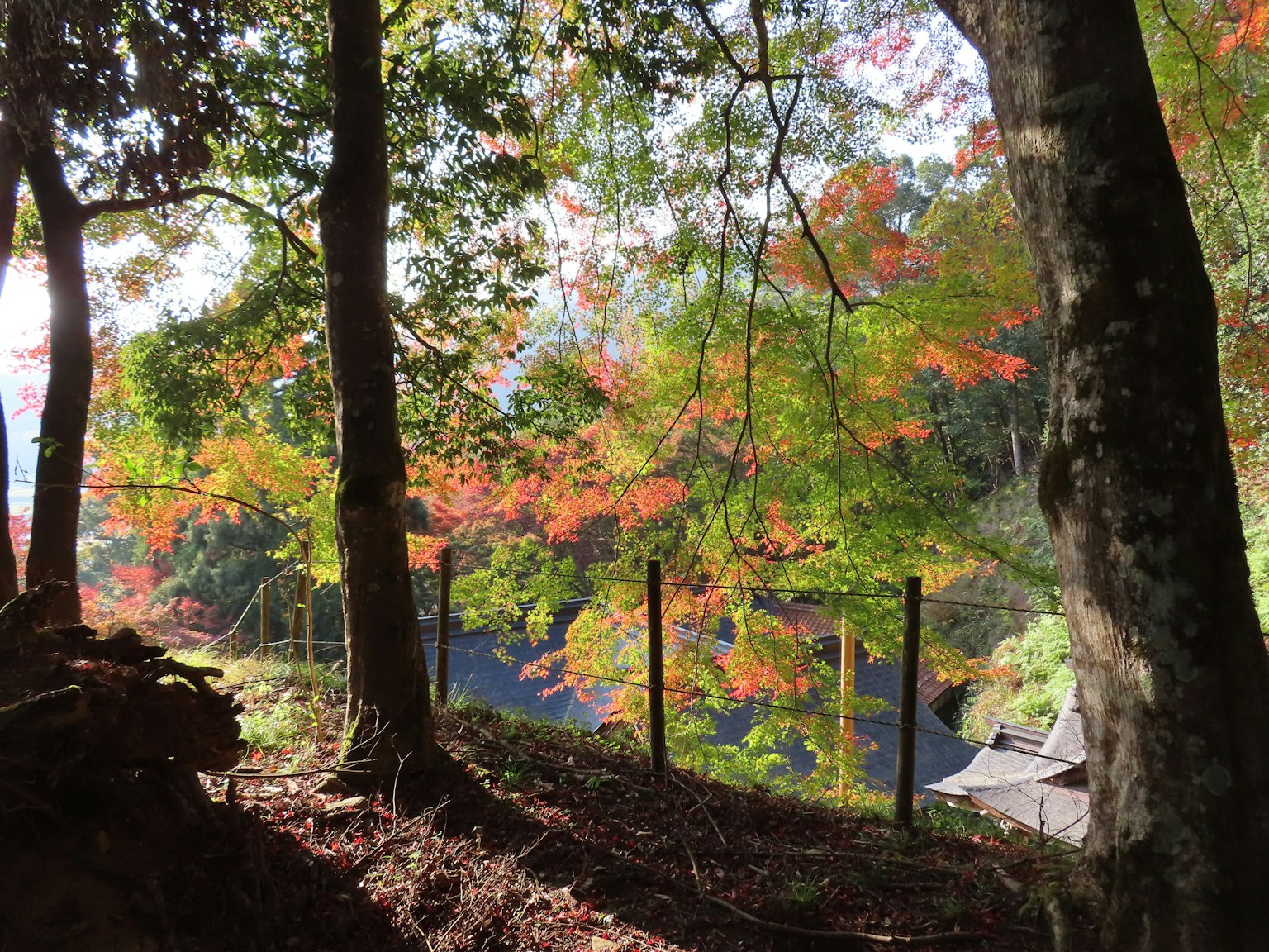 秋季森林风景，展现生动的红色和绿色叶子，阳光透过树木洒下