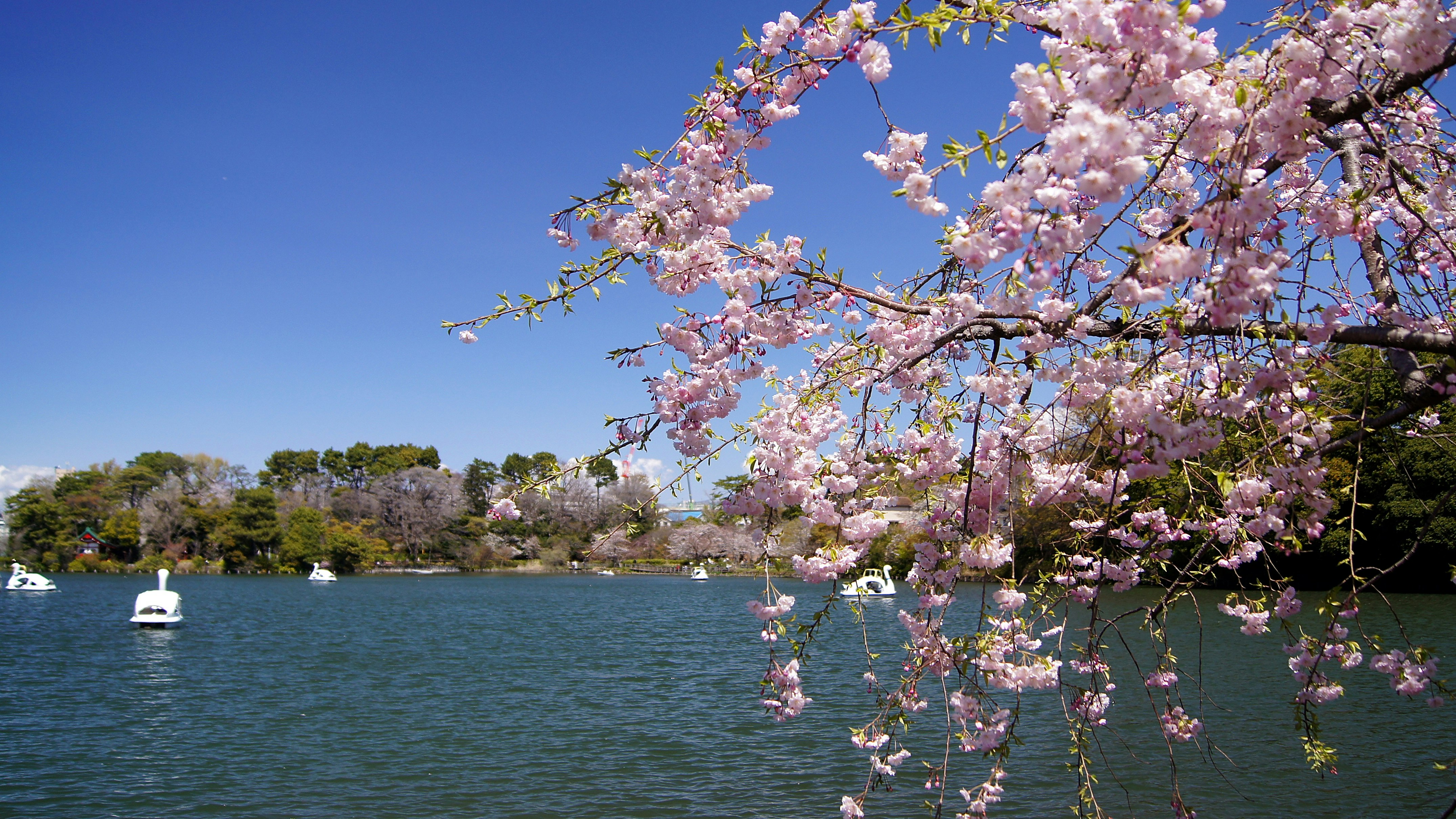 池畔に咲く桜の枝と青空の水面