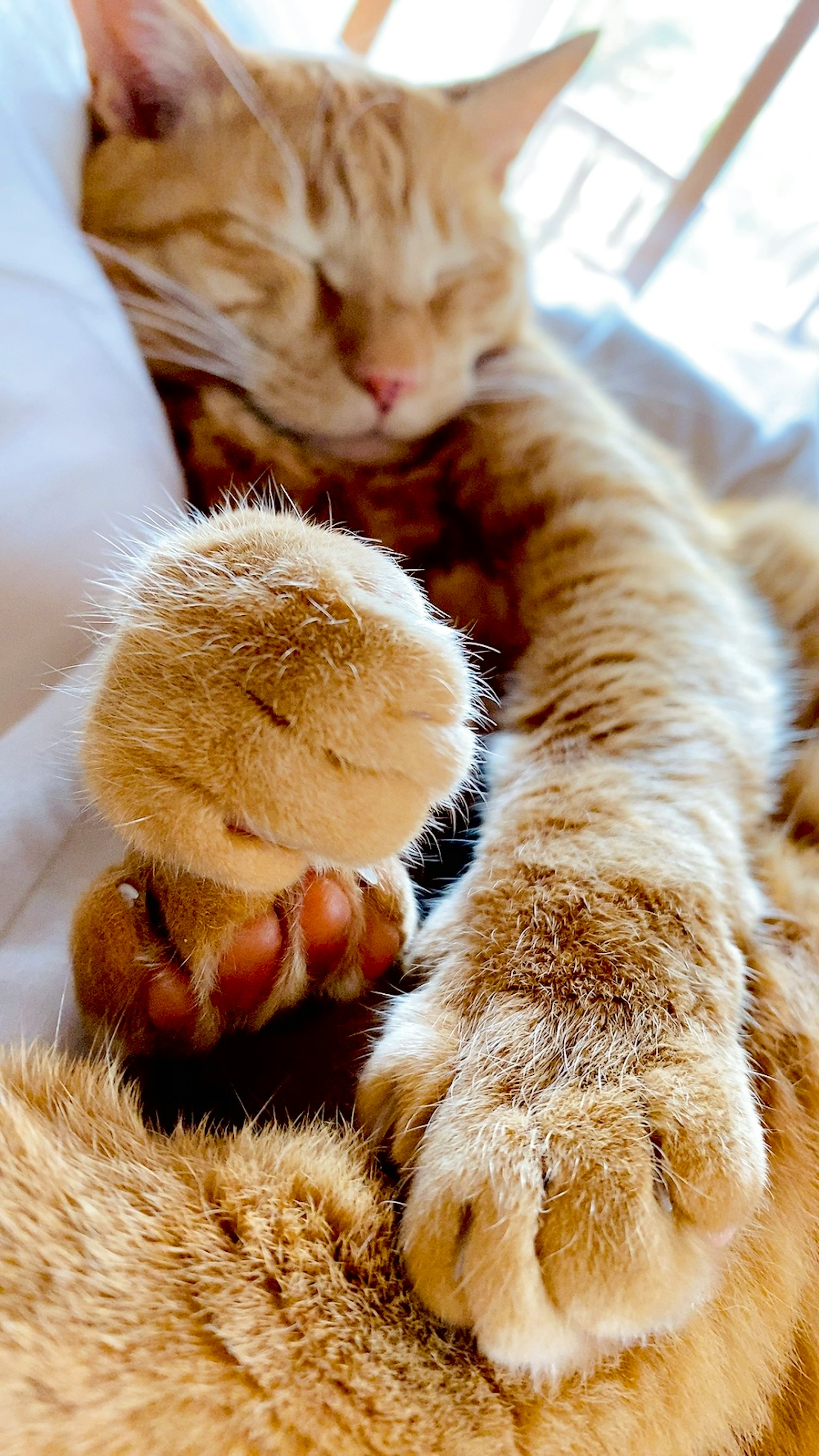 Schlafende orange Katze mit ausgestreckten Pfoten