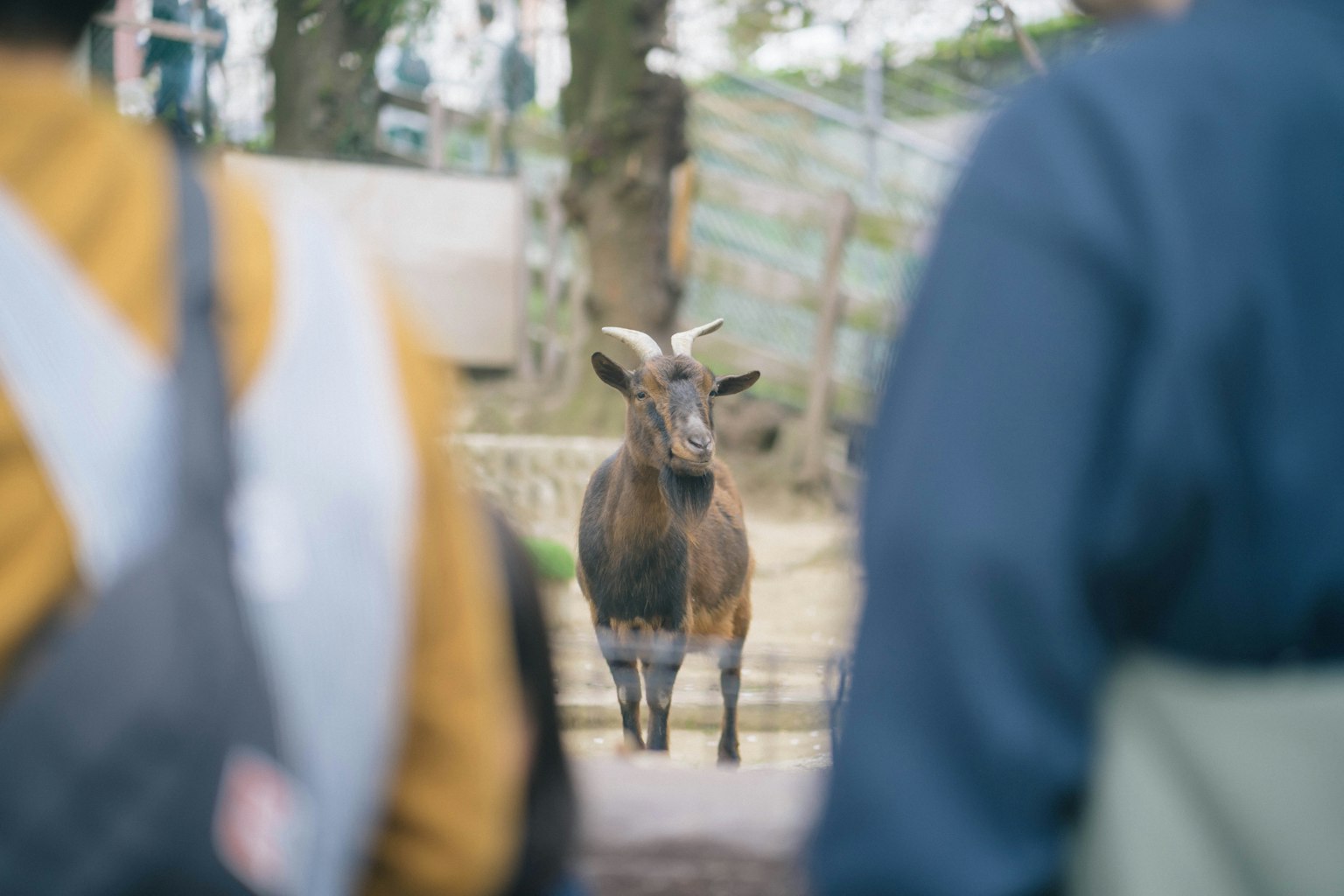 Una capra che si trova tra le persone in un parco