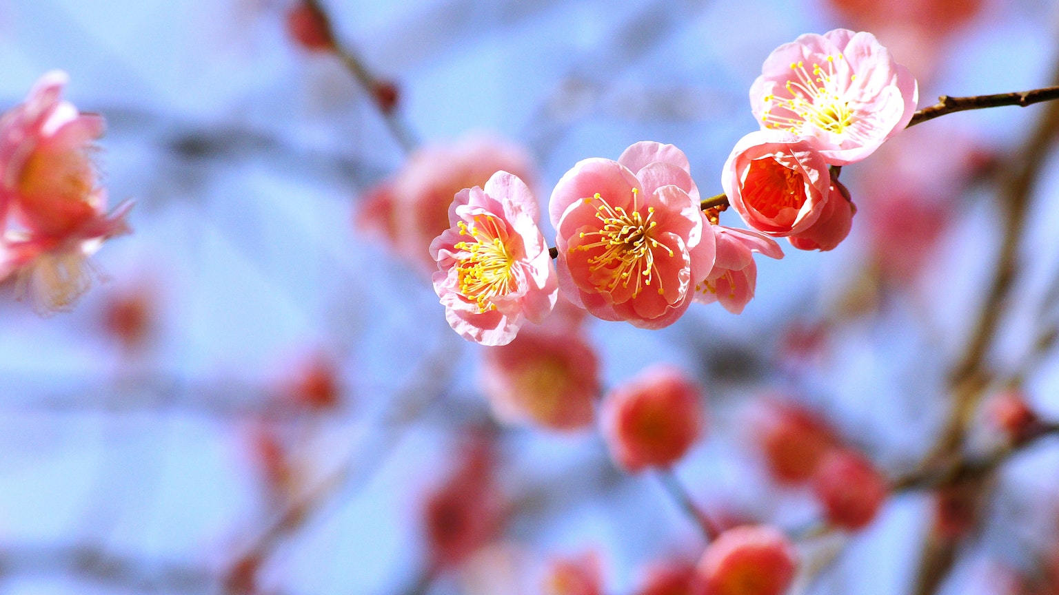 Delicadas flores de ciruelo rosa contra un cielo azul