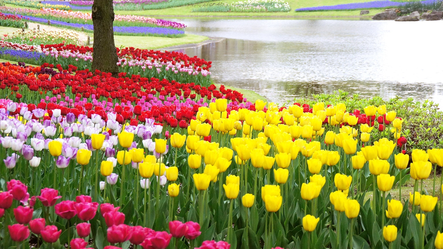 Lebendige Tulpen in Rot Gelb und Lila blühen neben einem ruhigen Gewässer