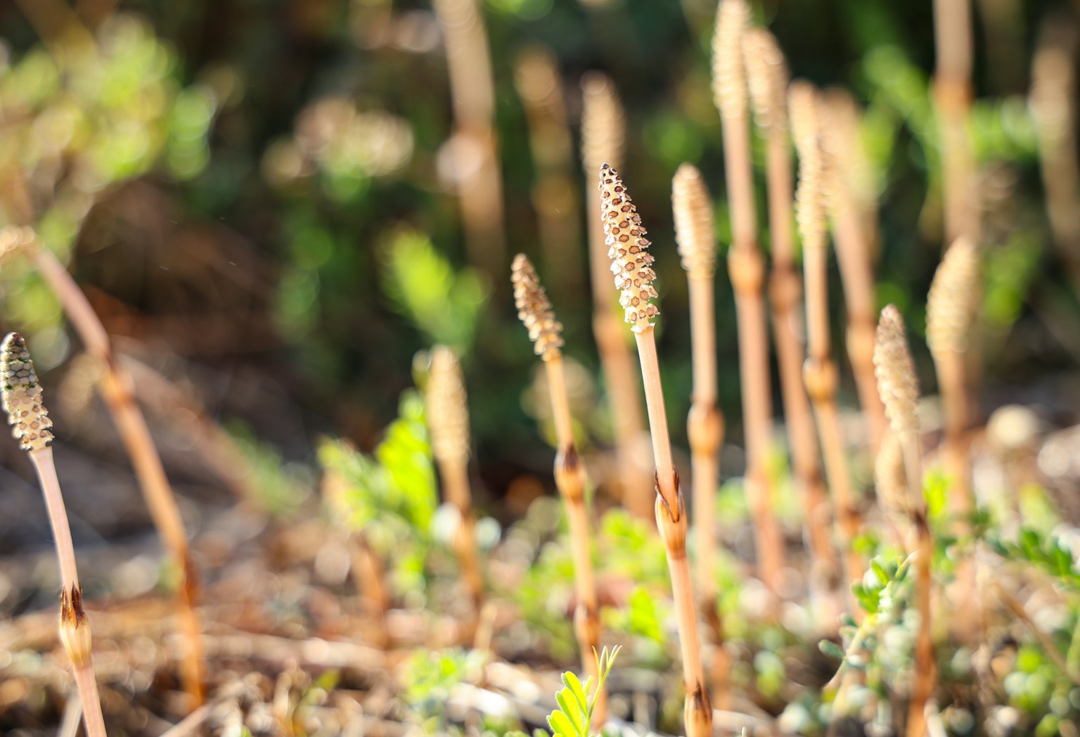 Altas espigas de plantas delgadas que emergen del suelo entre el follaje verde