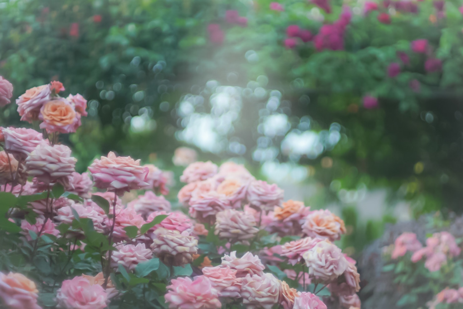 ピンクのバラが咲く庭の花壇のボケ背景