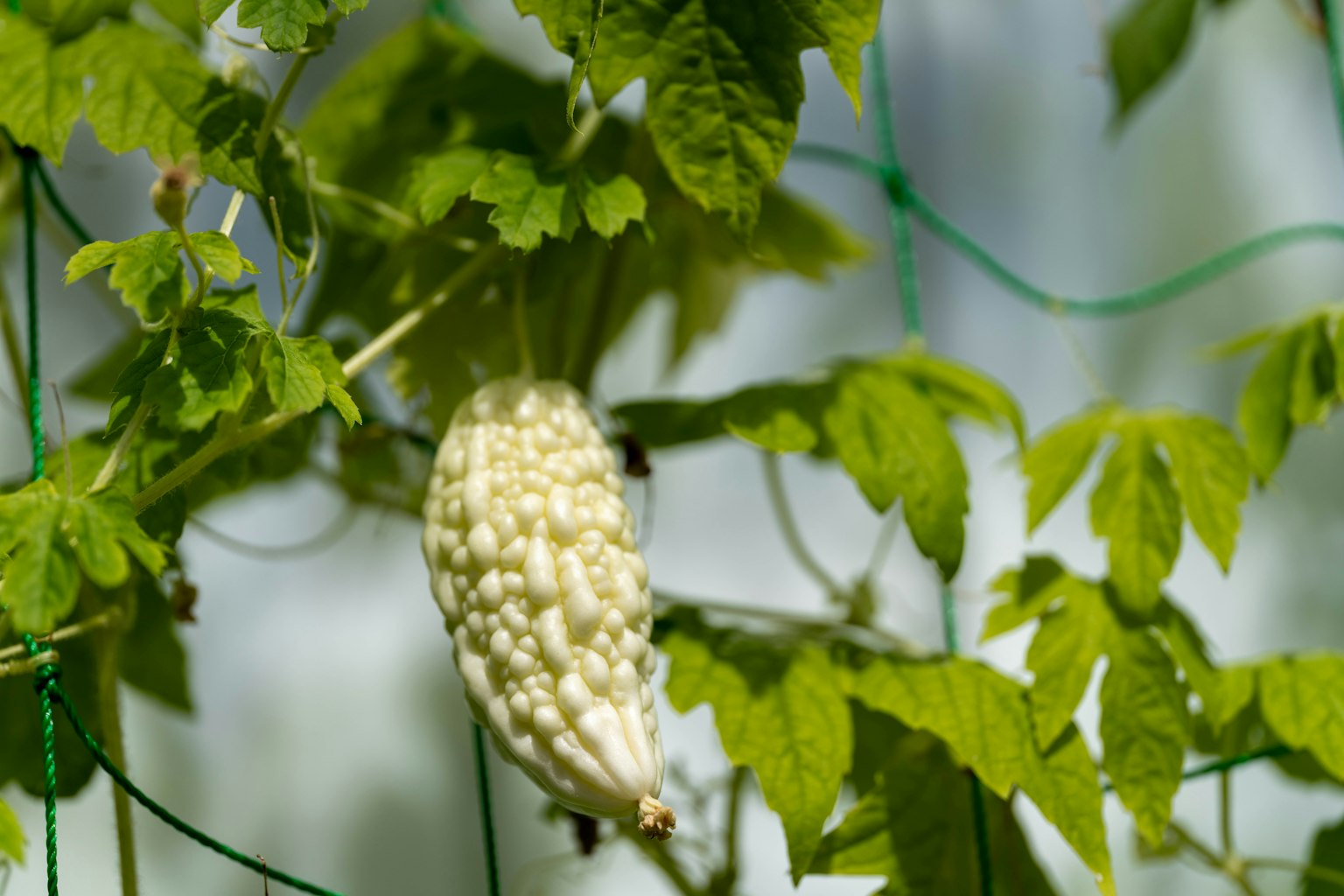 Un melone amaro bianco che cresce tra le foglie verdi