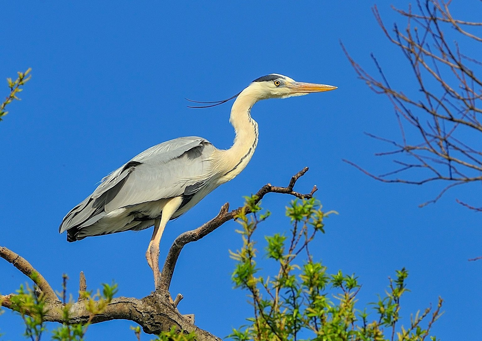 Garza real posada en una rama bajo un cielo azul