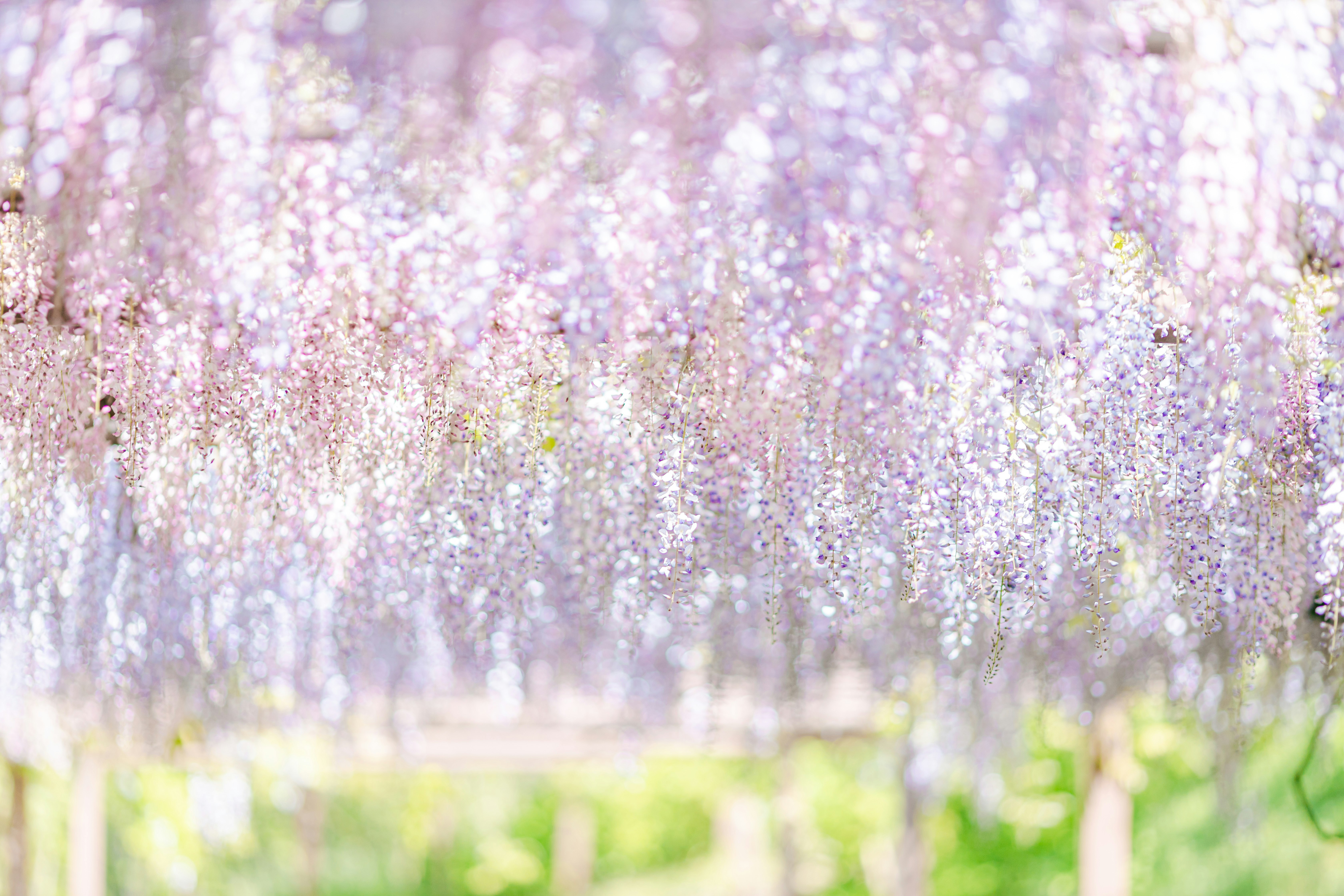 春の藤の花が咲き並ぶ花房の並木