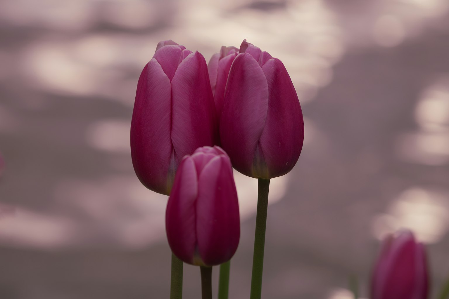 A cluster of soft purple tulips standing together