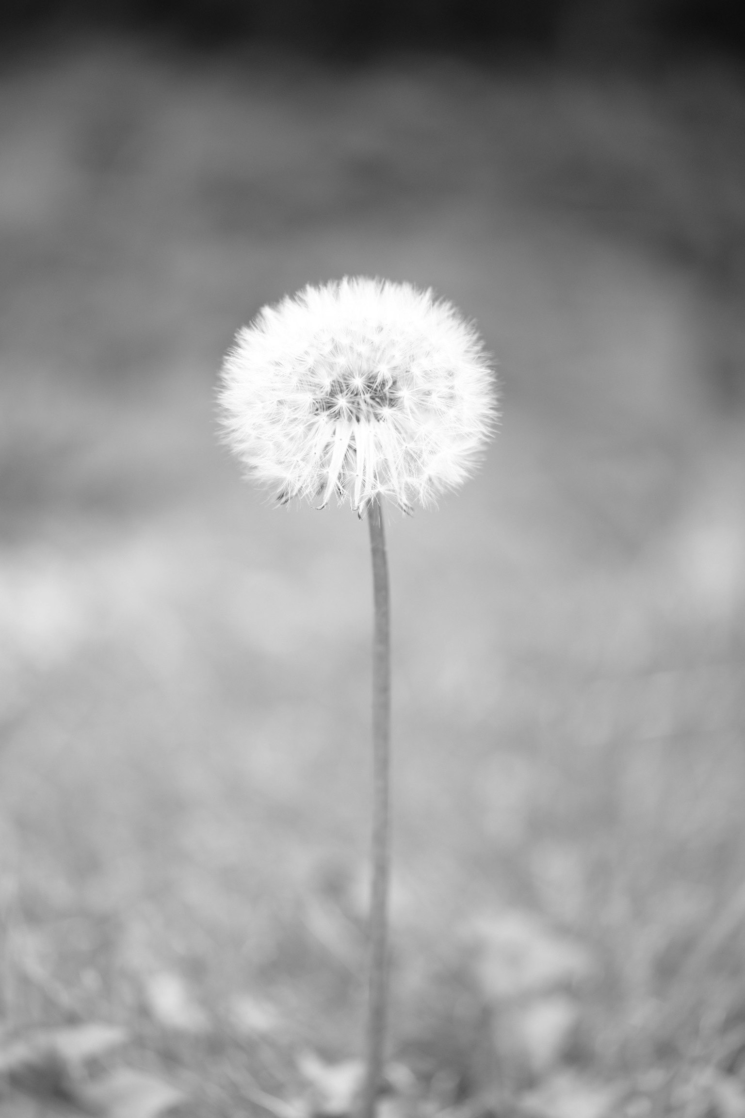 Dandelion puff standing against a blurred black and white background