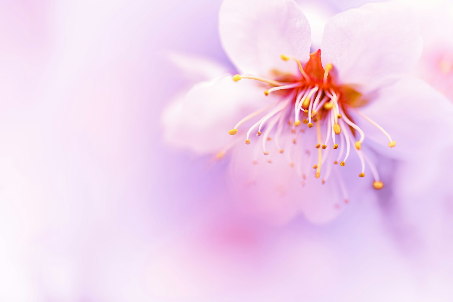 樱花特写，柔和的粉色花瓣和中央的橙色雄蕊