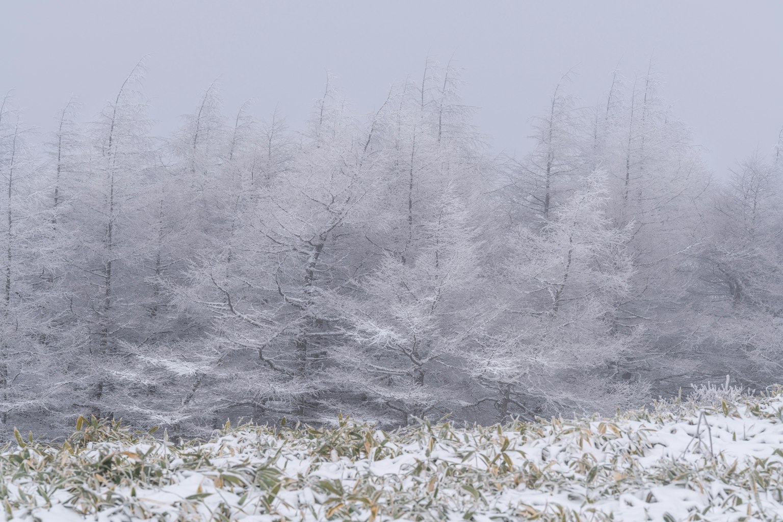 Foggy winter forest scene with snow-covered trees and grass