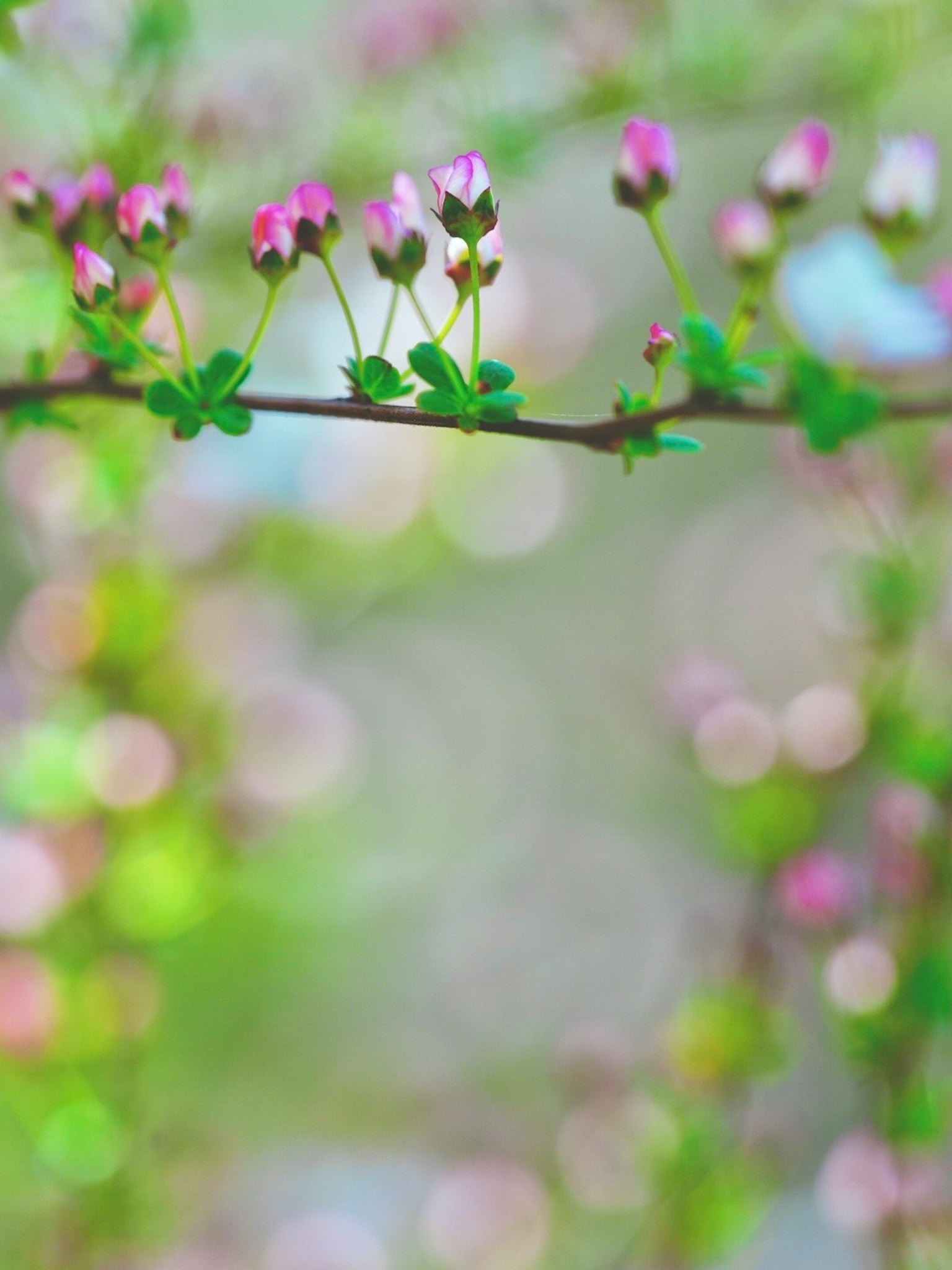 Primo piano di un ramo verde con delicati fiori rosa su uno sfondo sfocato