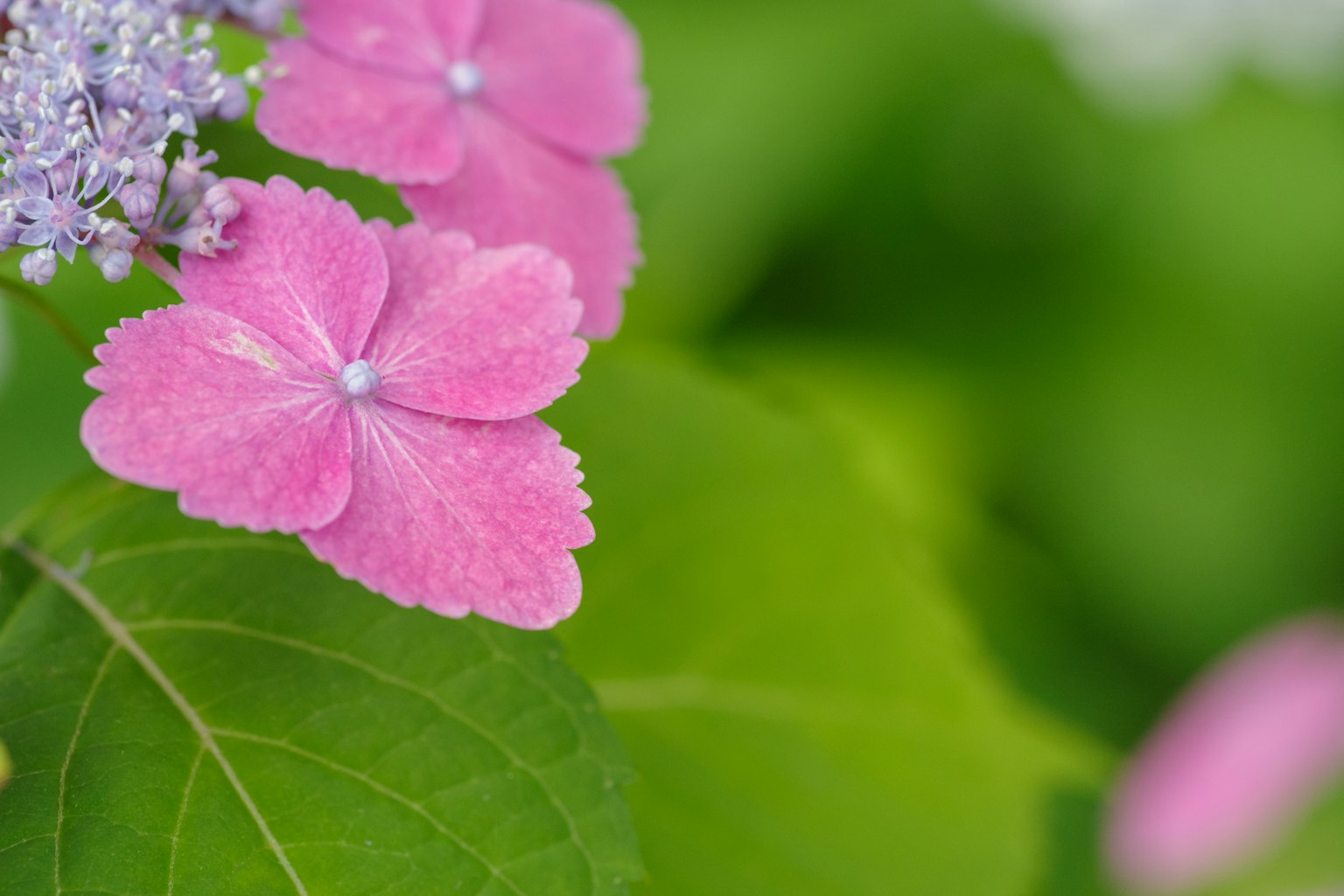 Delicate pink flower petals of hydrangea with green leaves