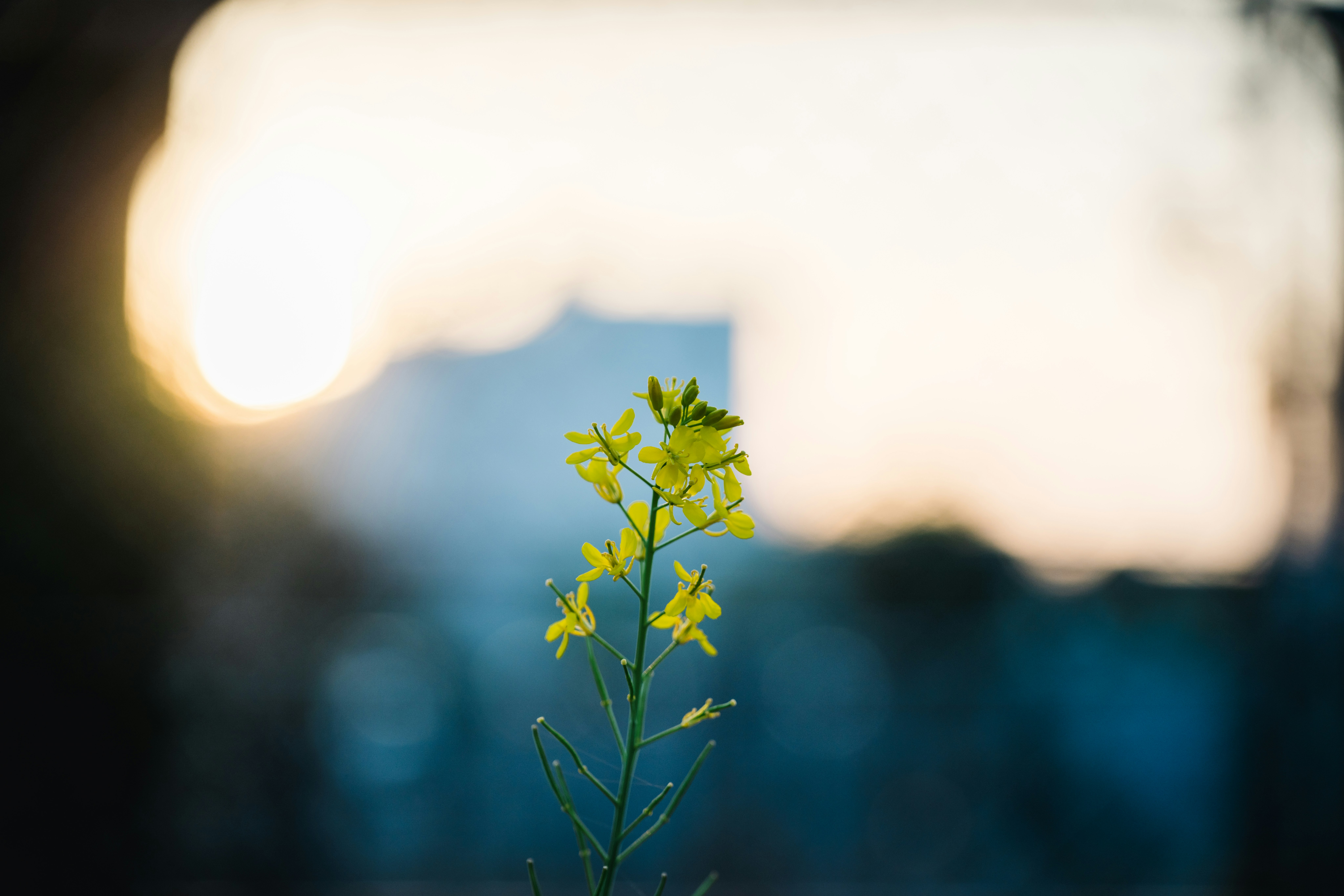 青空を背景にした小さな芽のクローズアップ