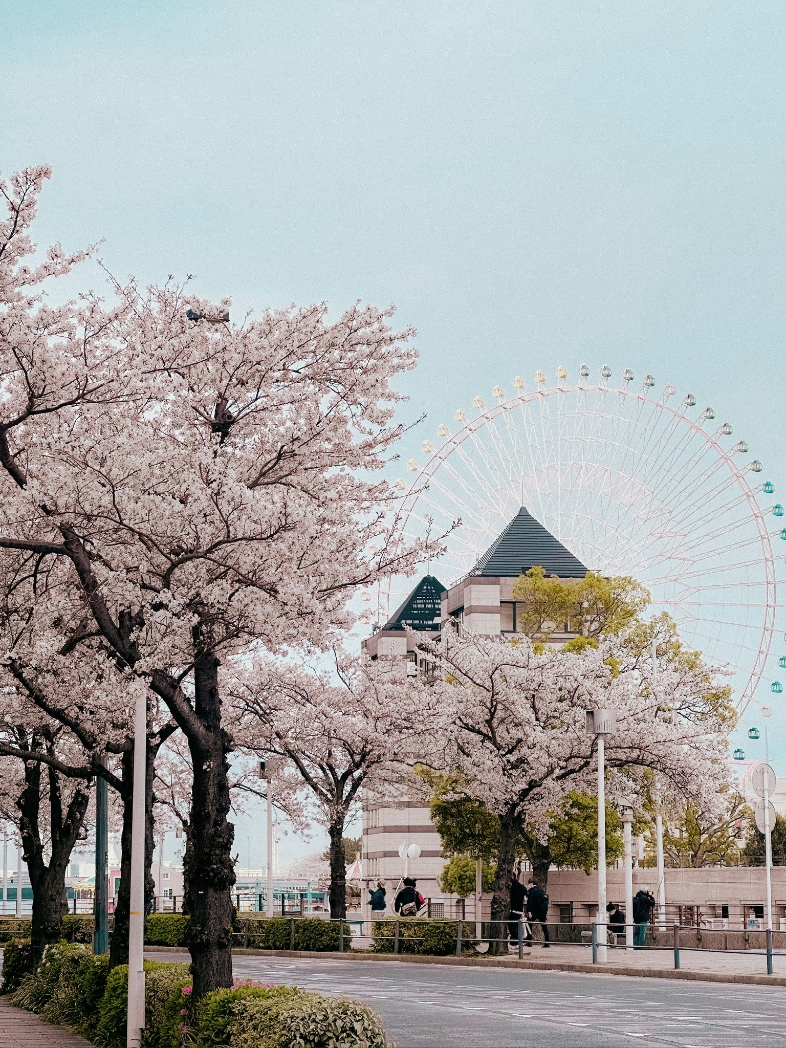 Paysage avec des cerisiers en fleurs et une grande roue