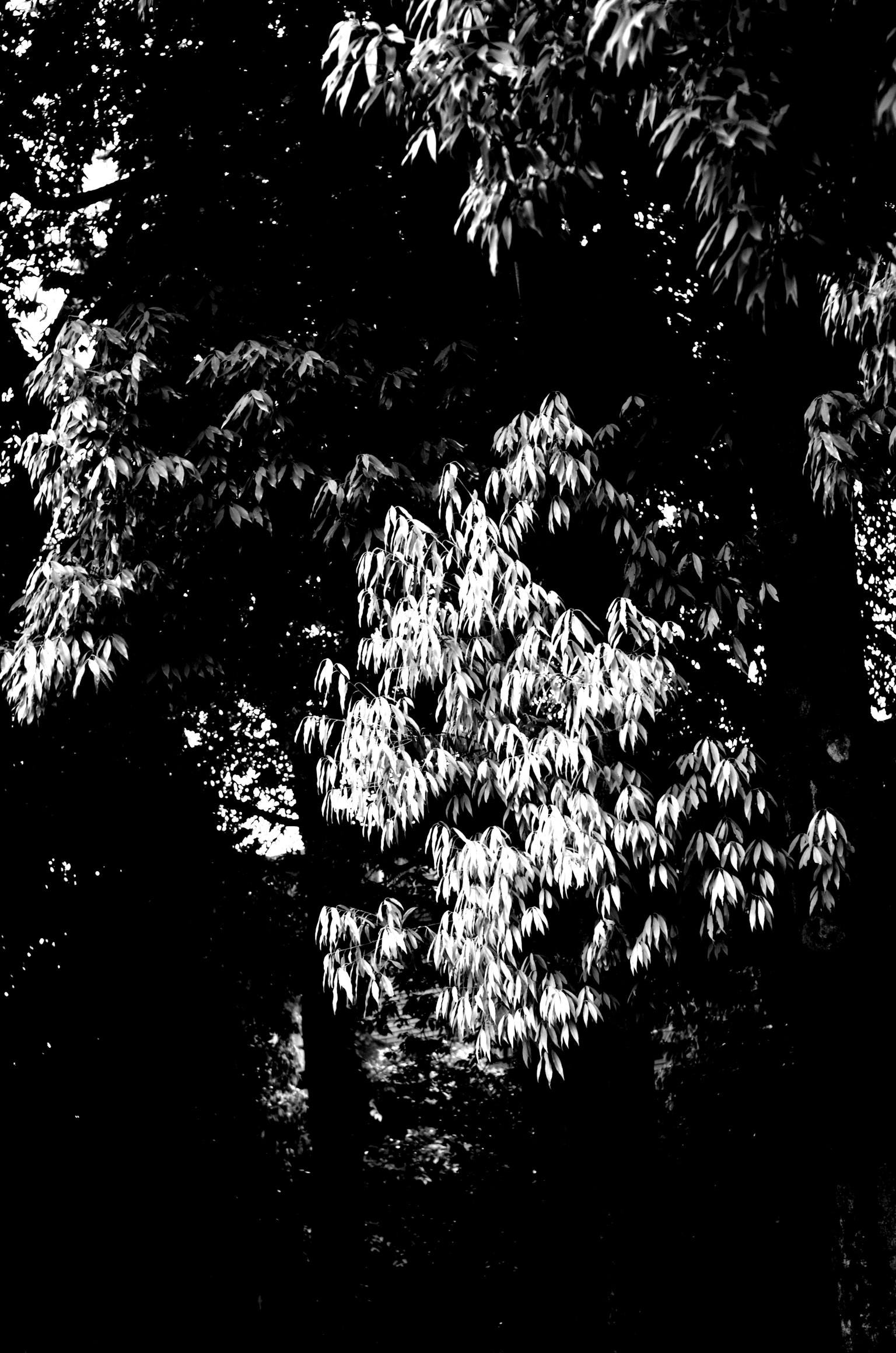 黑白圖像中突出的樹葉