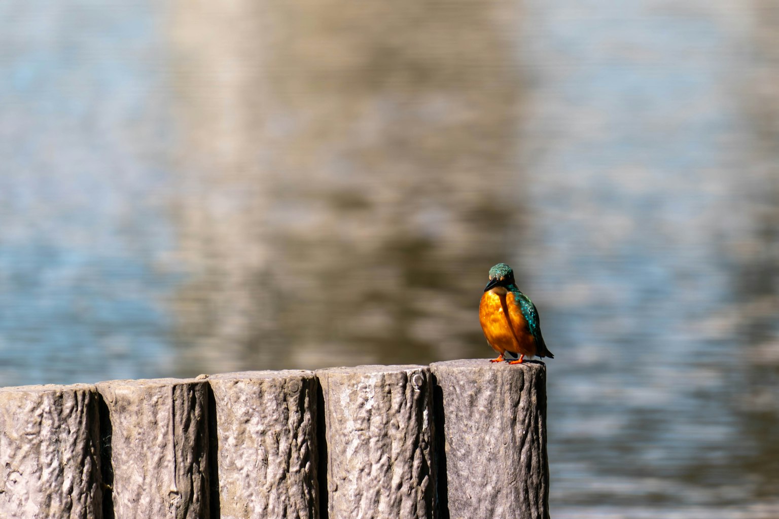 Un martin-pêcheur coloré perché sur un poteau en bois au-dessus d'une surface d'eau réfléchissante